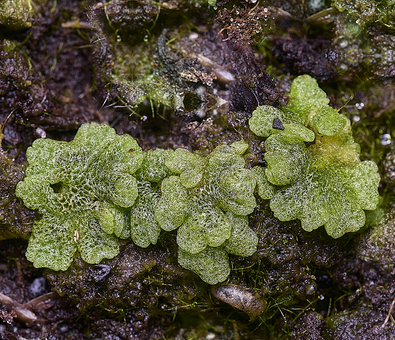 ThompsonCommonRicciacavernosa270725-1