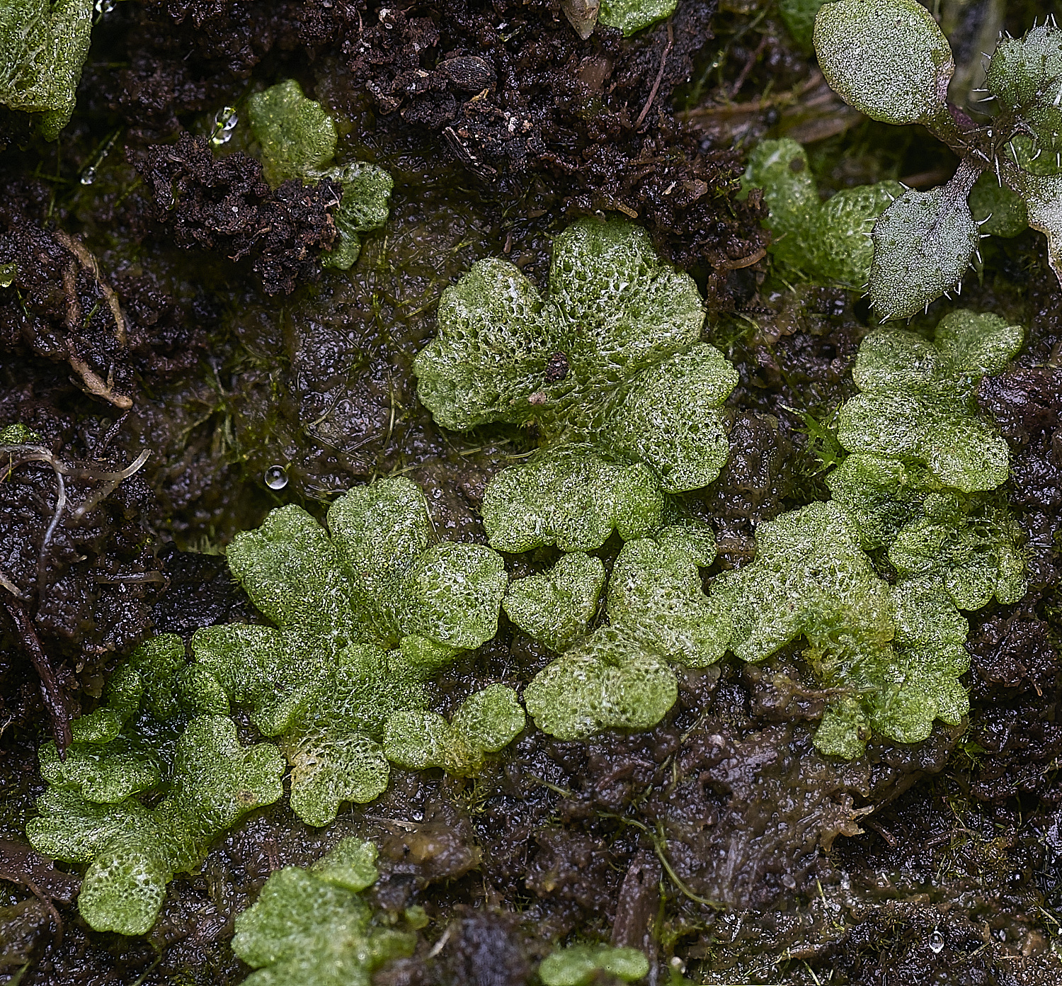 ThompsonCommonRicciacavernosa270725-2