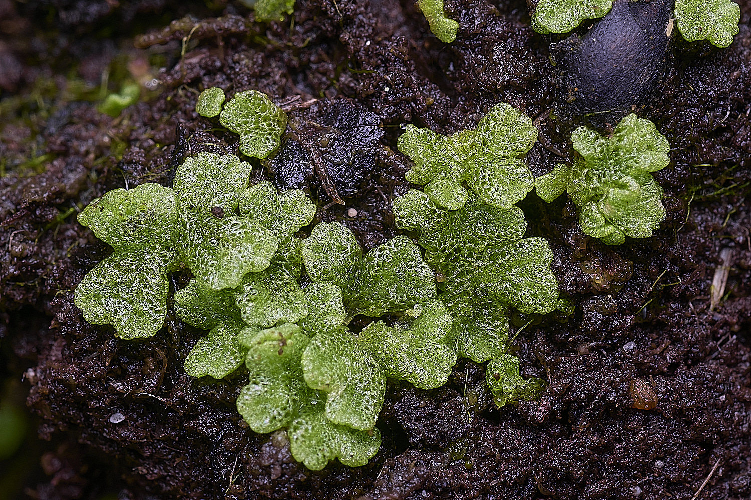 ThompsonCommonRicciacavernosa270725-3