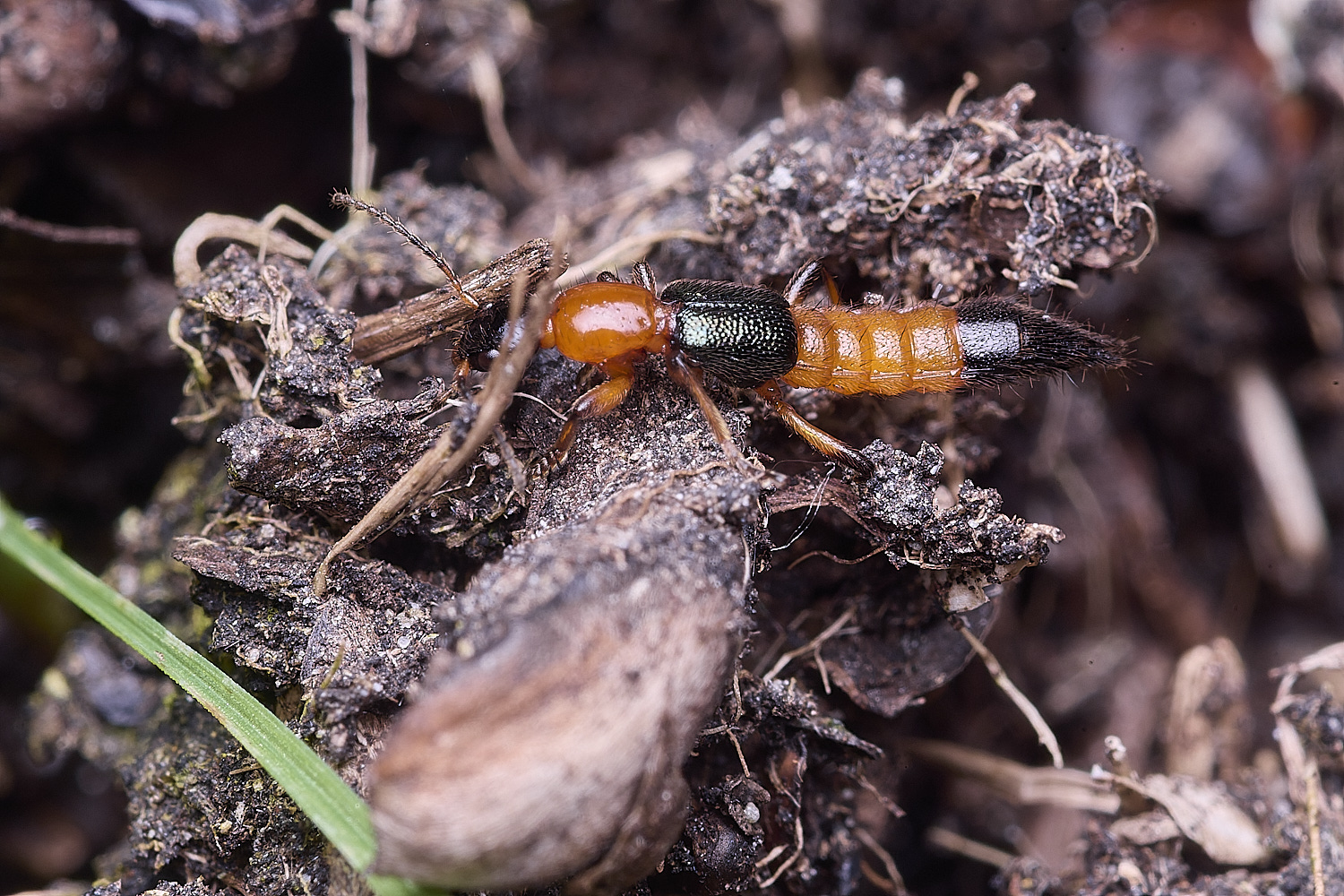 ThompsonCommonRoveBeetle270725-2