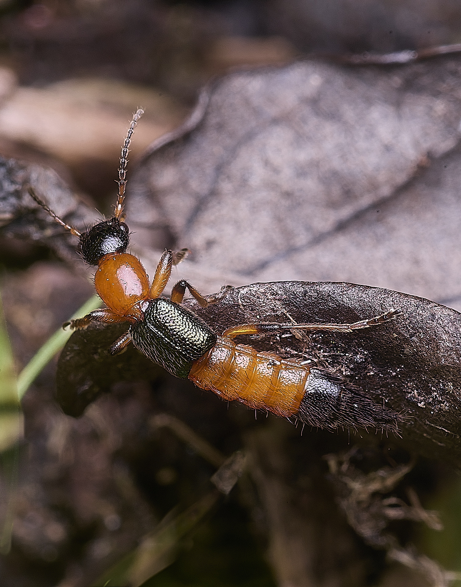 ThompsonCommonRoveBeetle270725-3