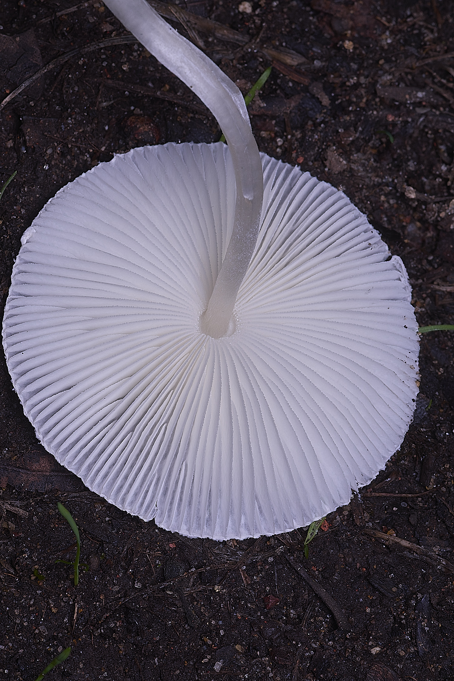 ThompsonCommonSkullcapDapperling270725-2