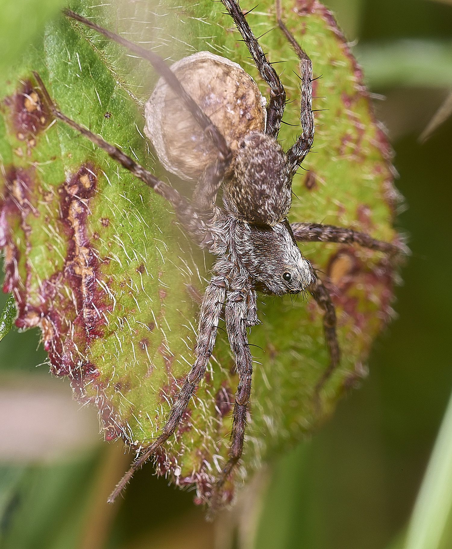 ThompsonCommonSpiderSp270725-1