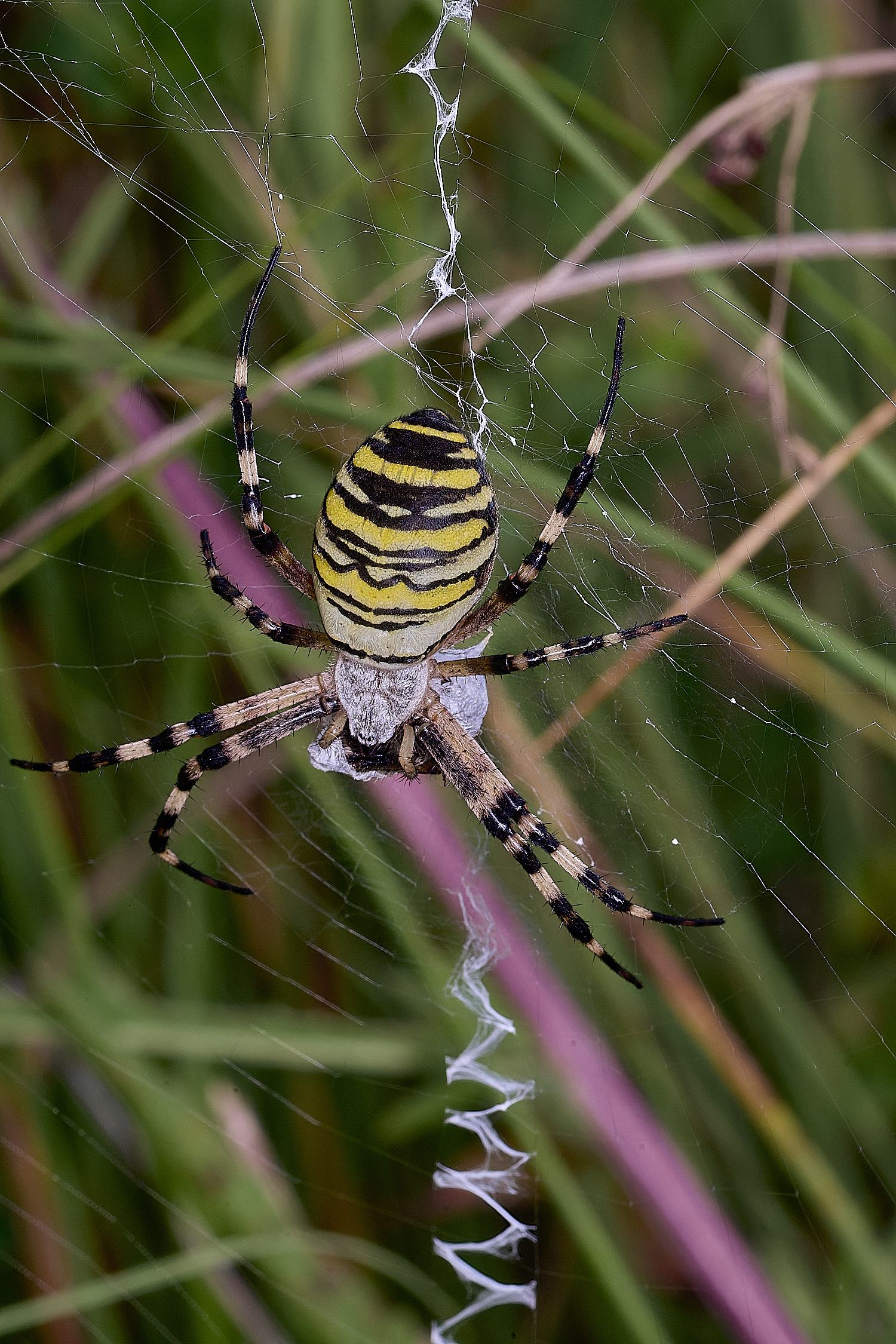 ThompsonCommonWaspSpider270725-1