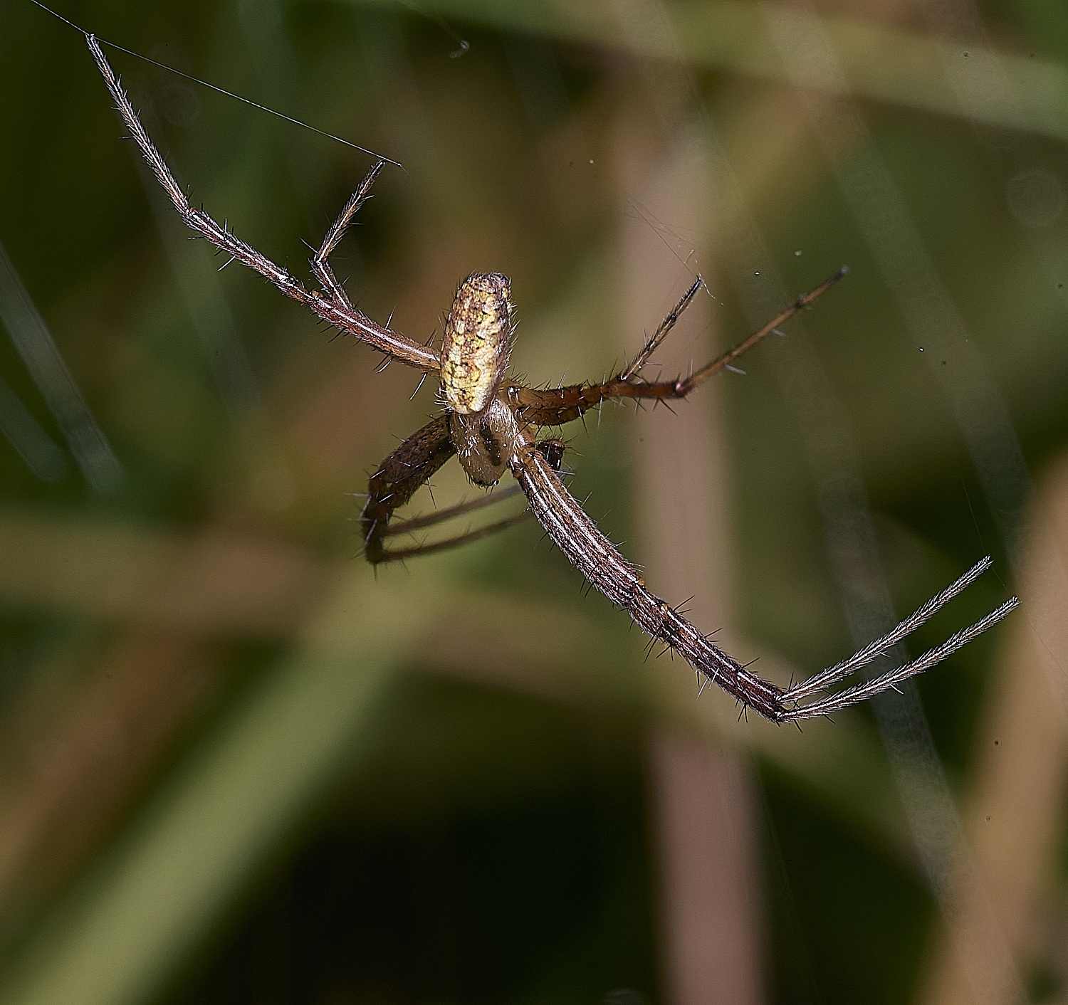 ThompsonCommonWaspSpider270725-12