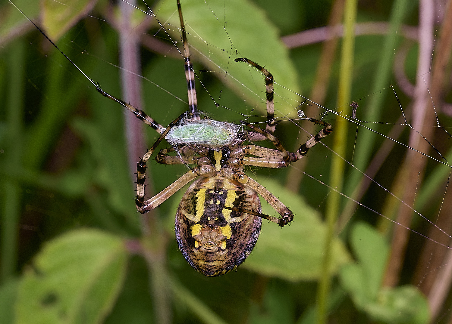 ThompsonCommonWaspSpider270725-14