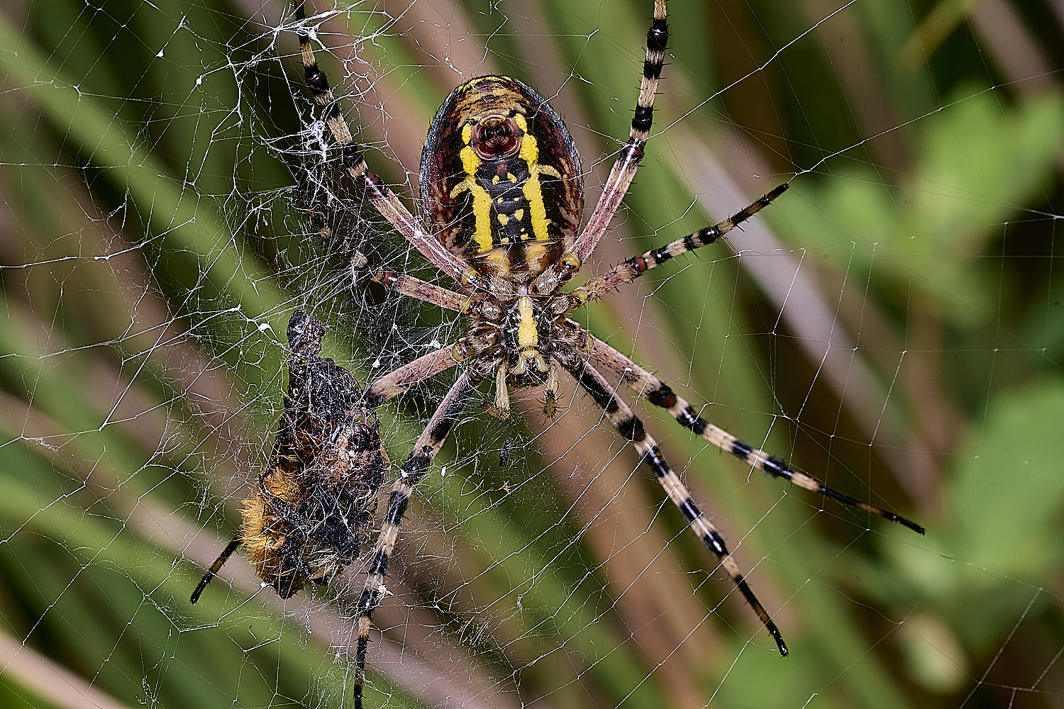 ThompsonCommonWaspSpider270725-17