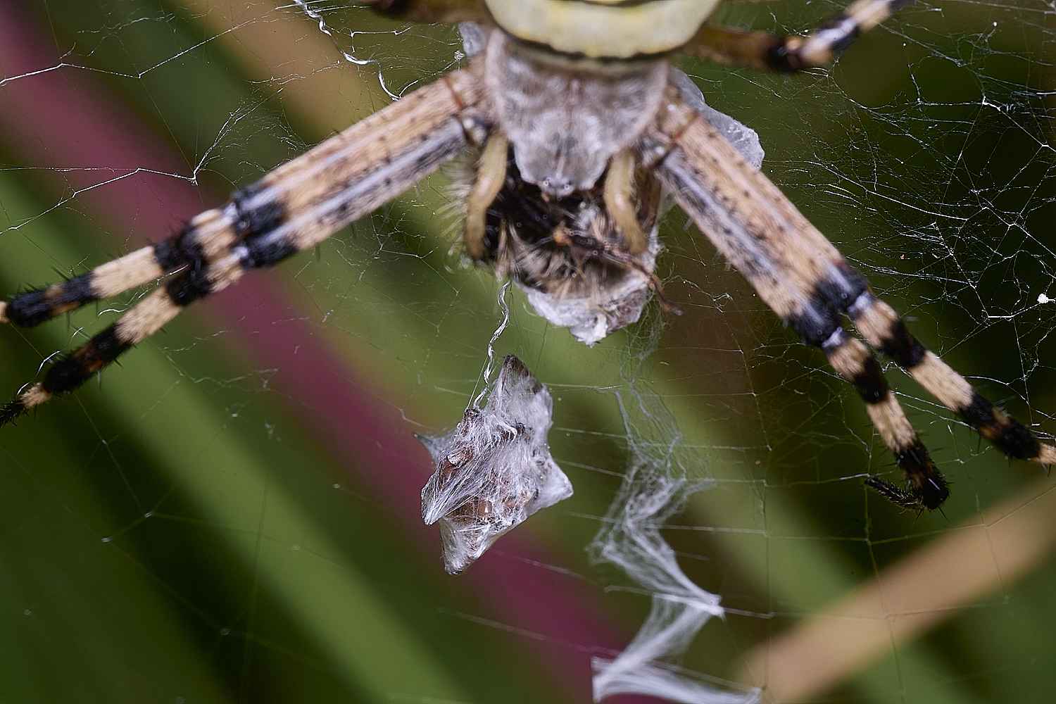 ThompsonCommonWaspSpider270725-18