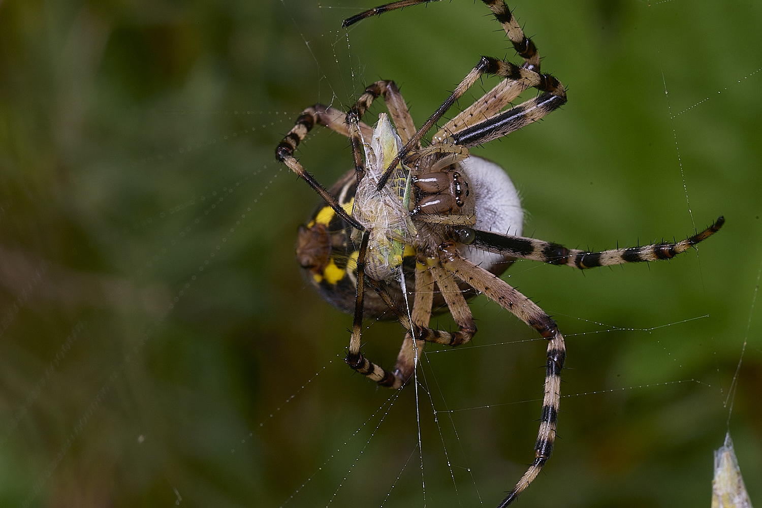 ThompsonCommonWaspSpider270725-19