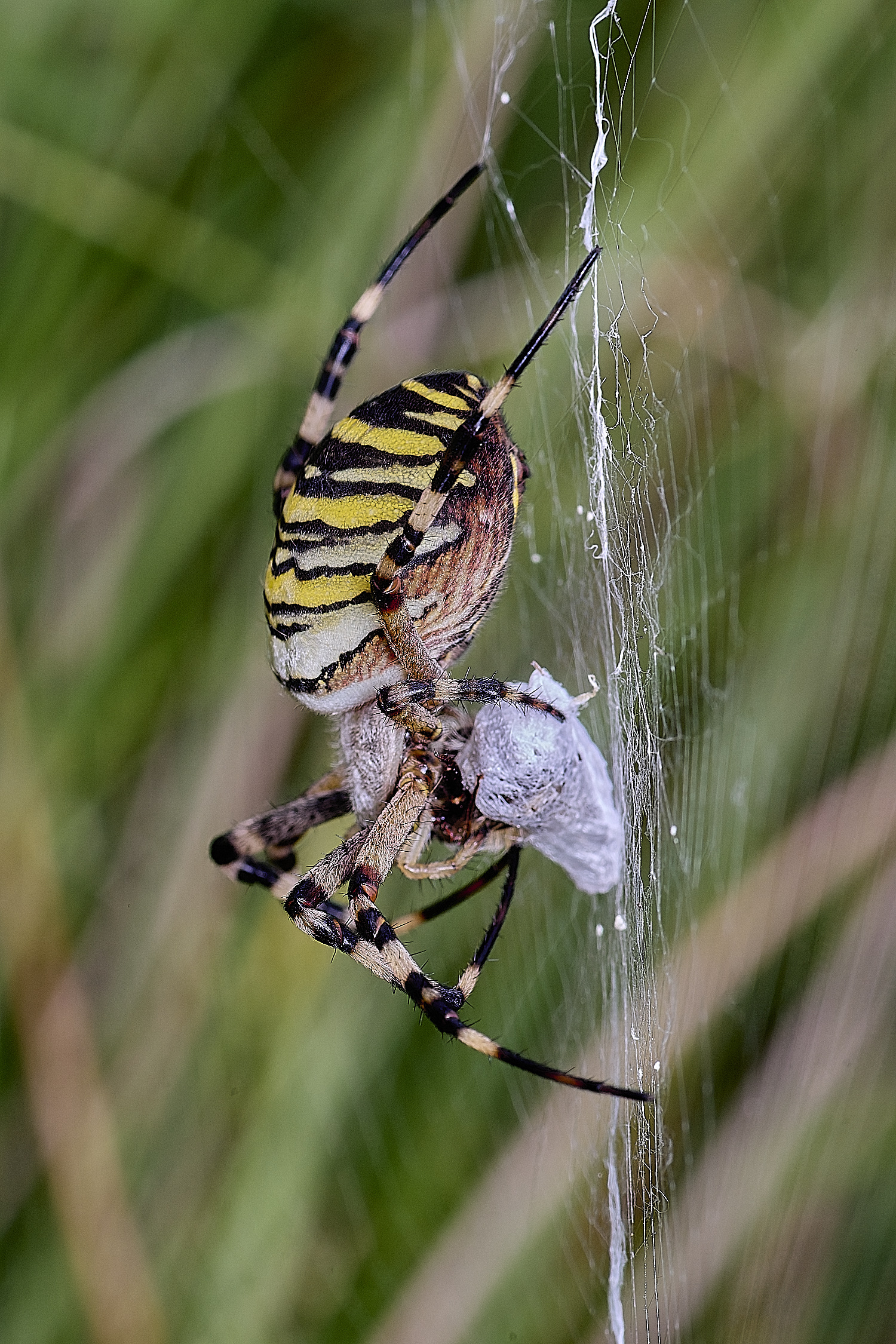 ThompsonCommonWaspSpider270725-3