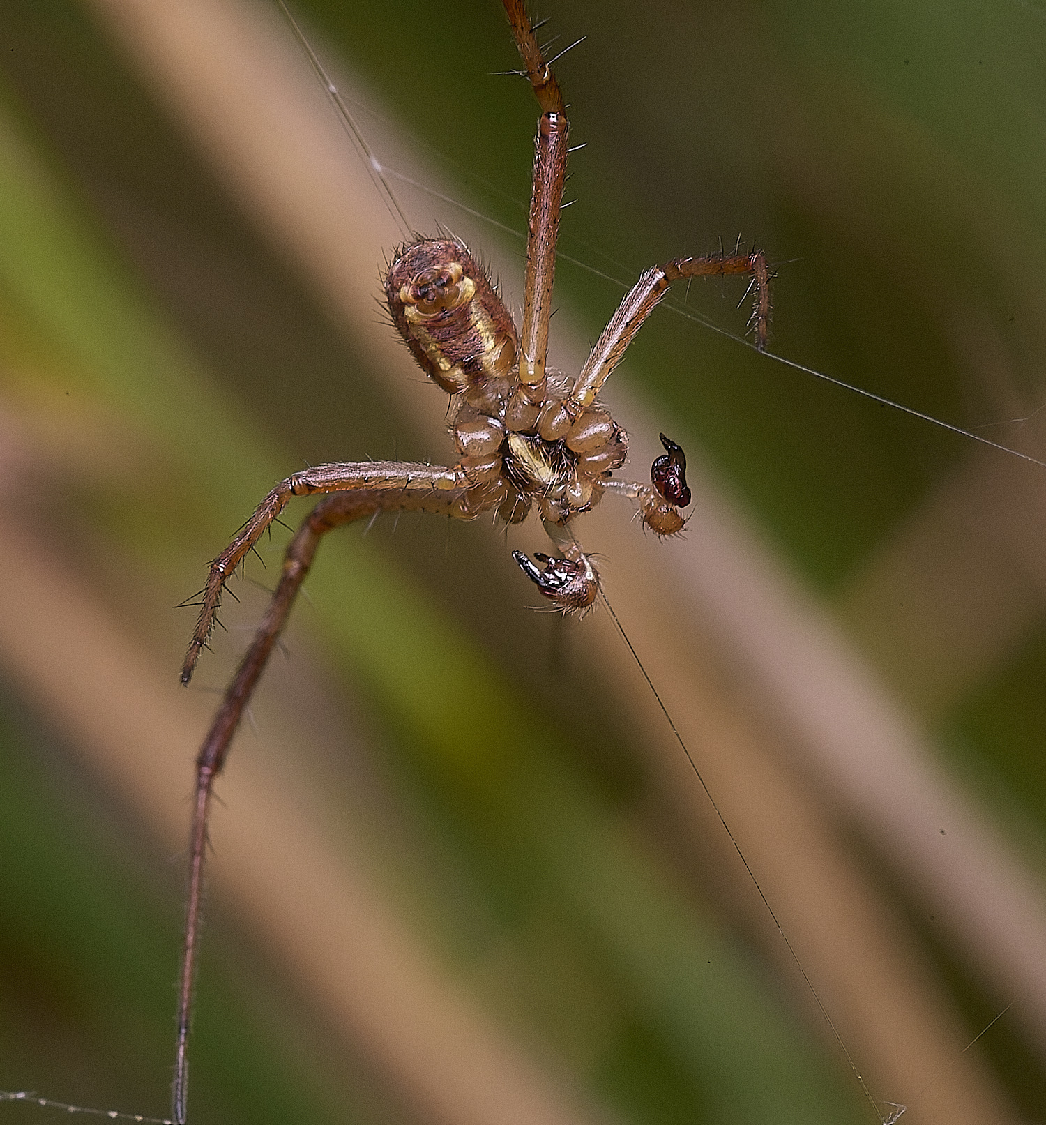 ThompsonCommonWaspSpider270725-6