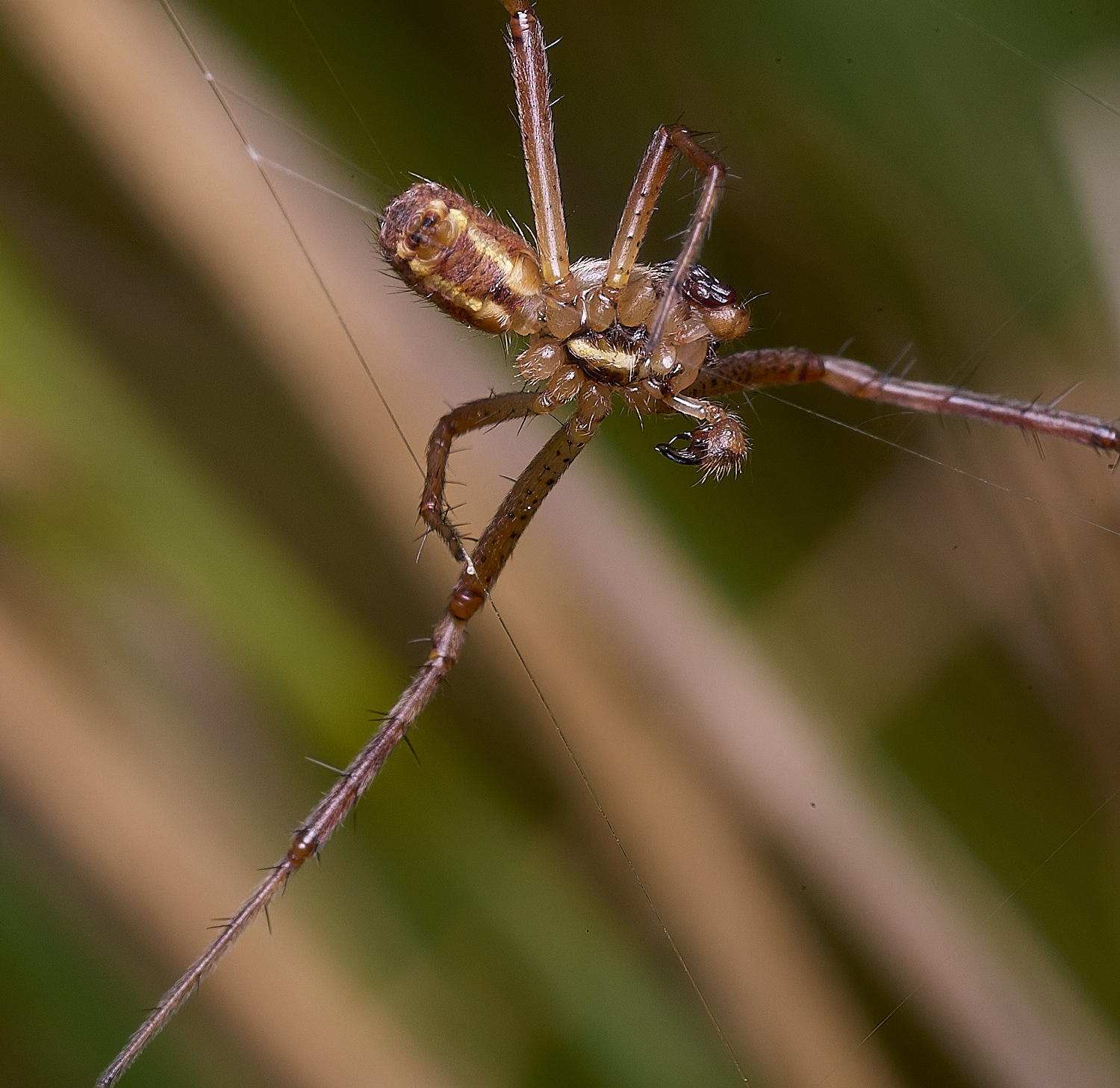 ThompsonCommonWaspSpider270725-7