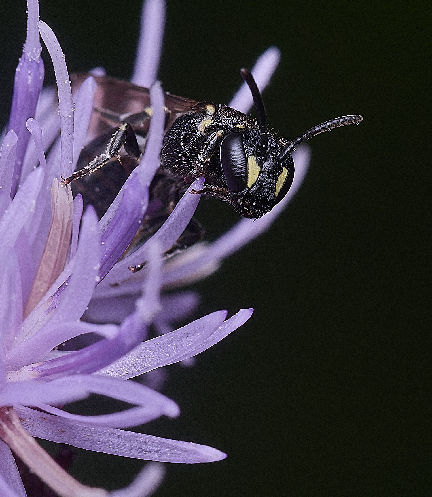 ThompsonCommonYFBee270725-1