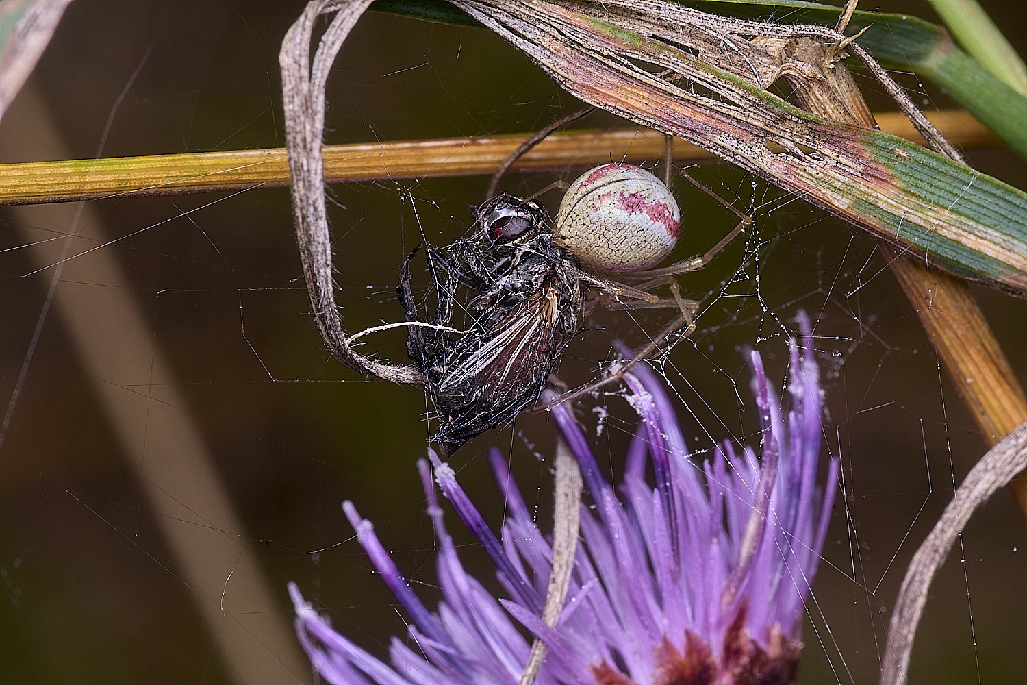 ThompsonSpider&Prey270725-1
