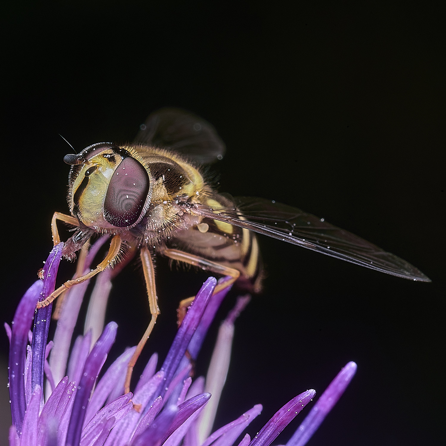 ThonpsonCommonDasysyrphus270725-3