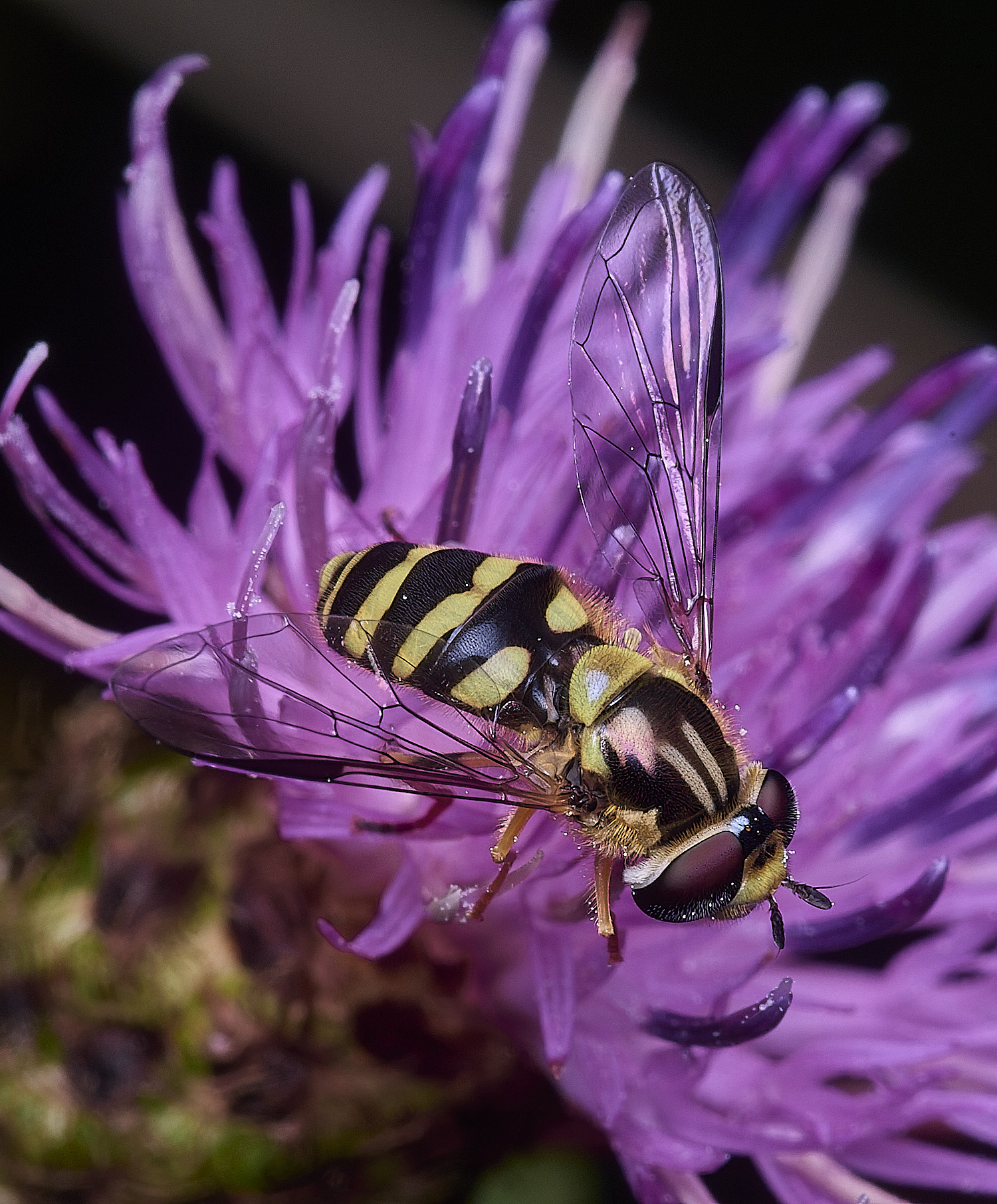 ThonpsonCommonDasysyrphus270725-5