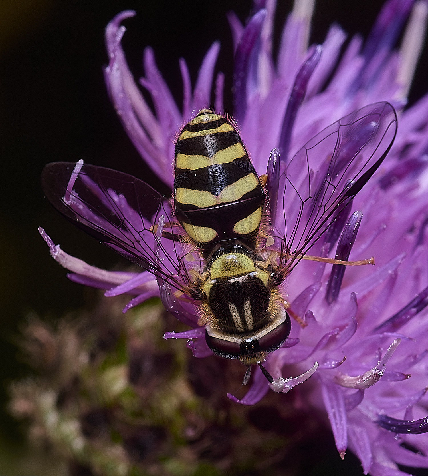 ThonpsonCommonDasysyrphus270725-7