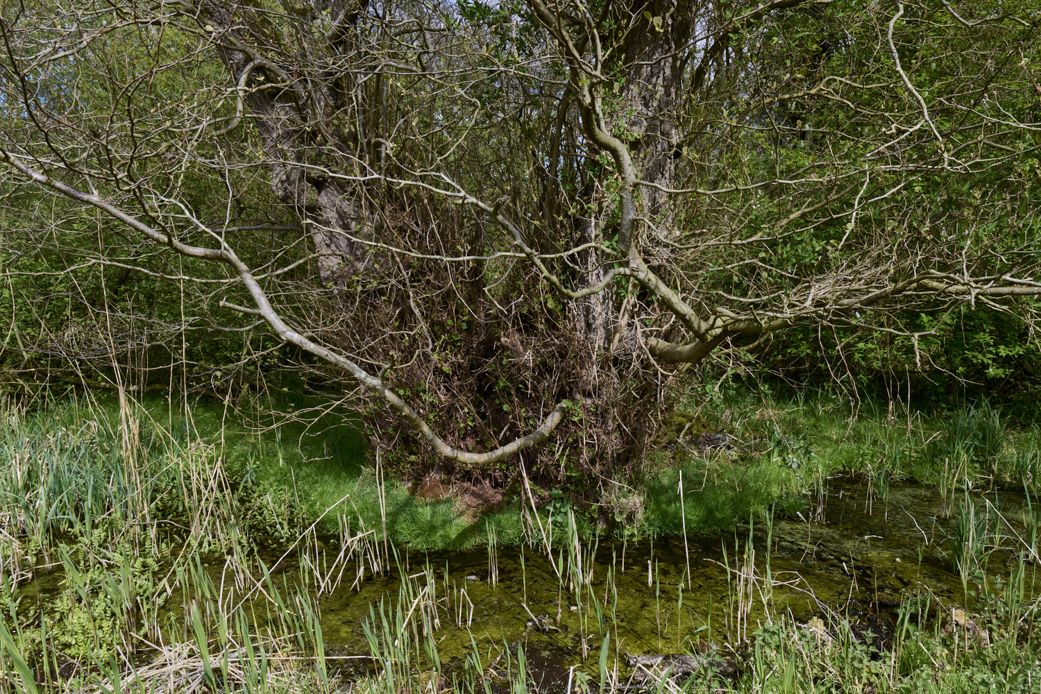 UptonFen200425-1