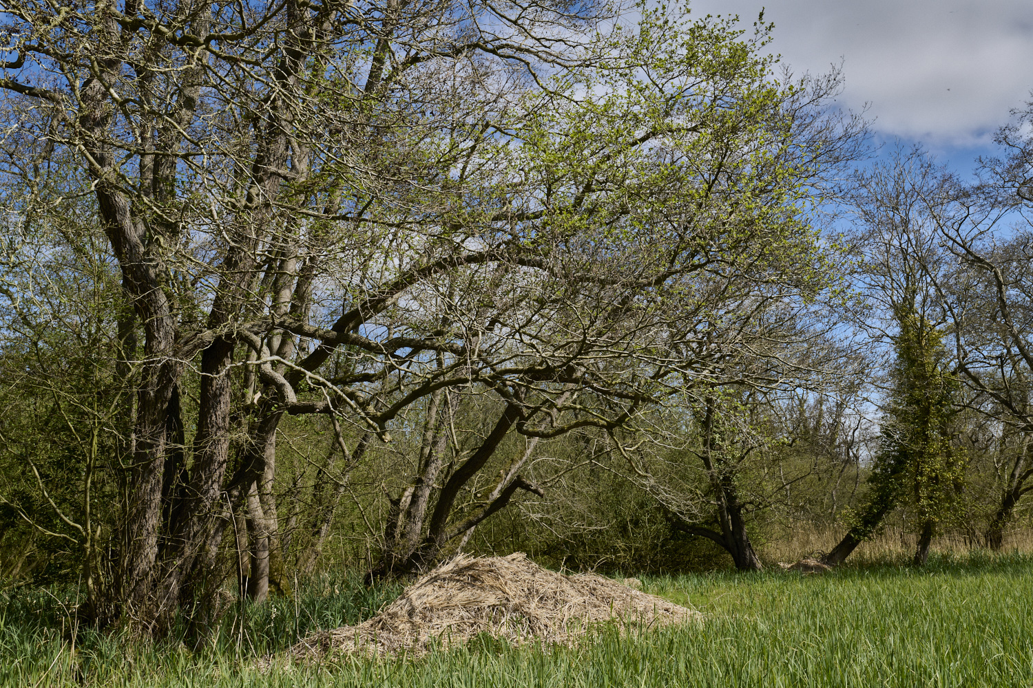 UptonFen200425-2