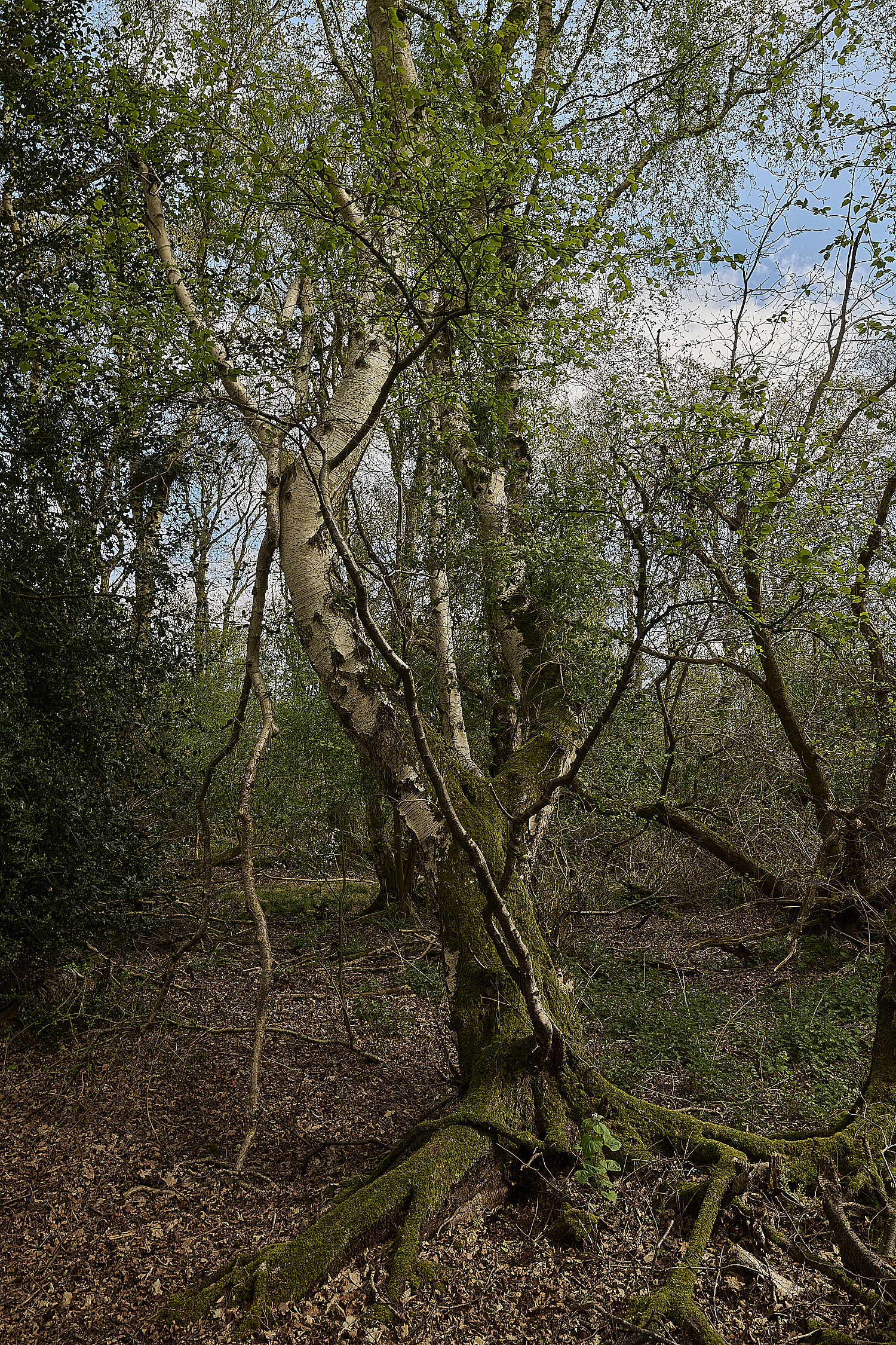 UptonFen200425-4