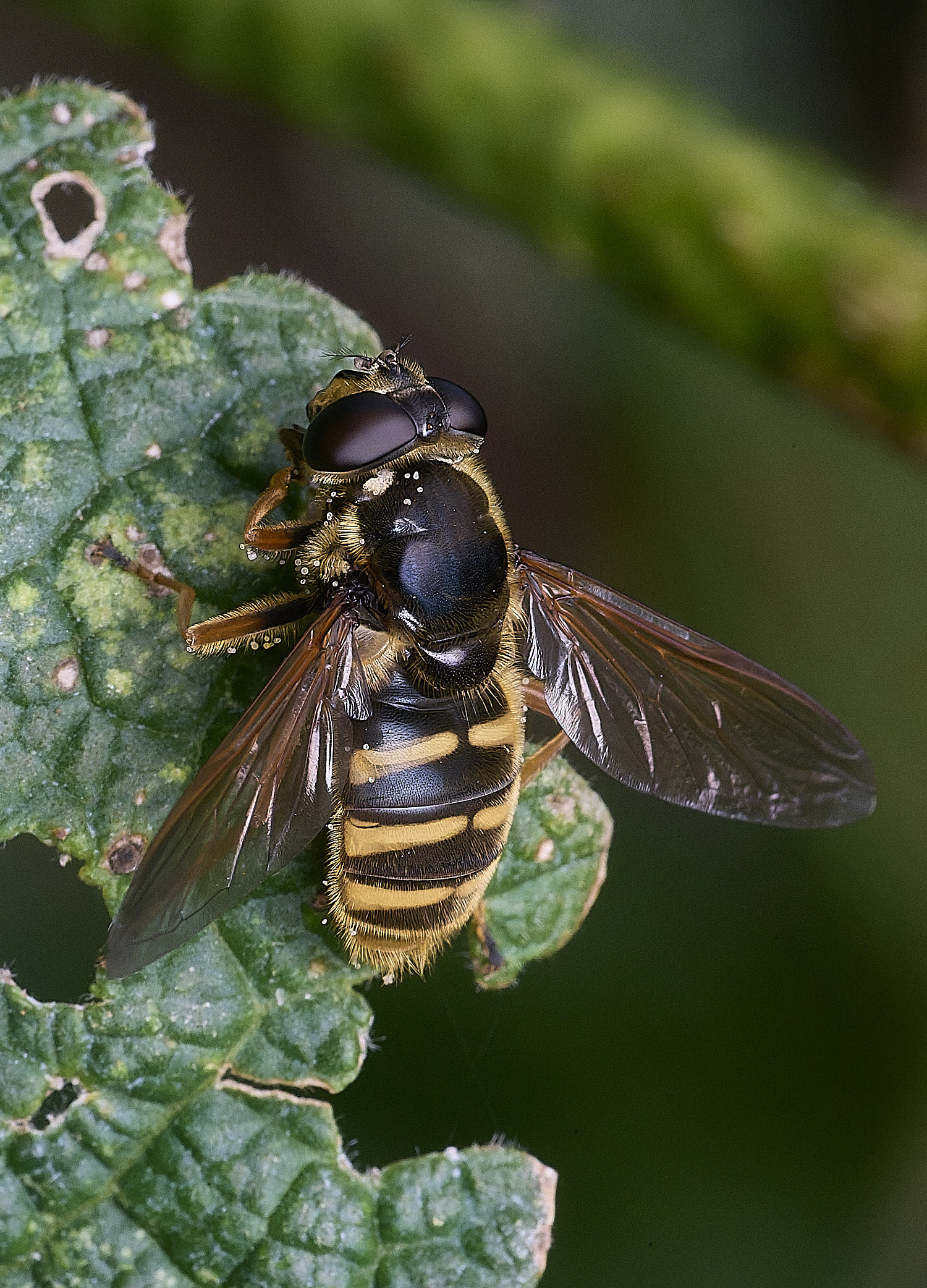 WalseyHillsHoverfly010925-1