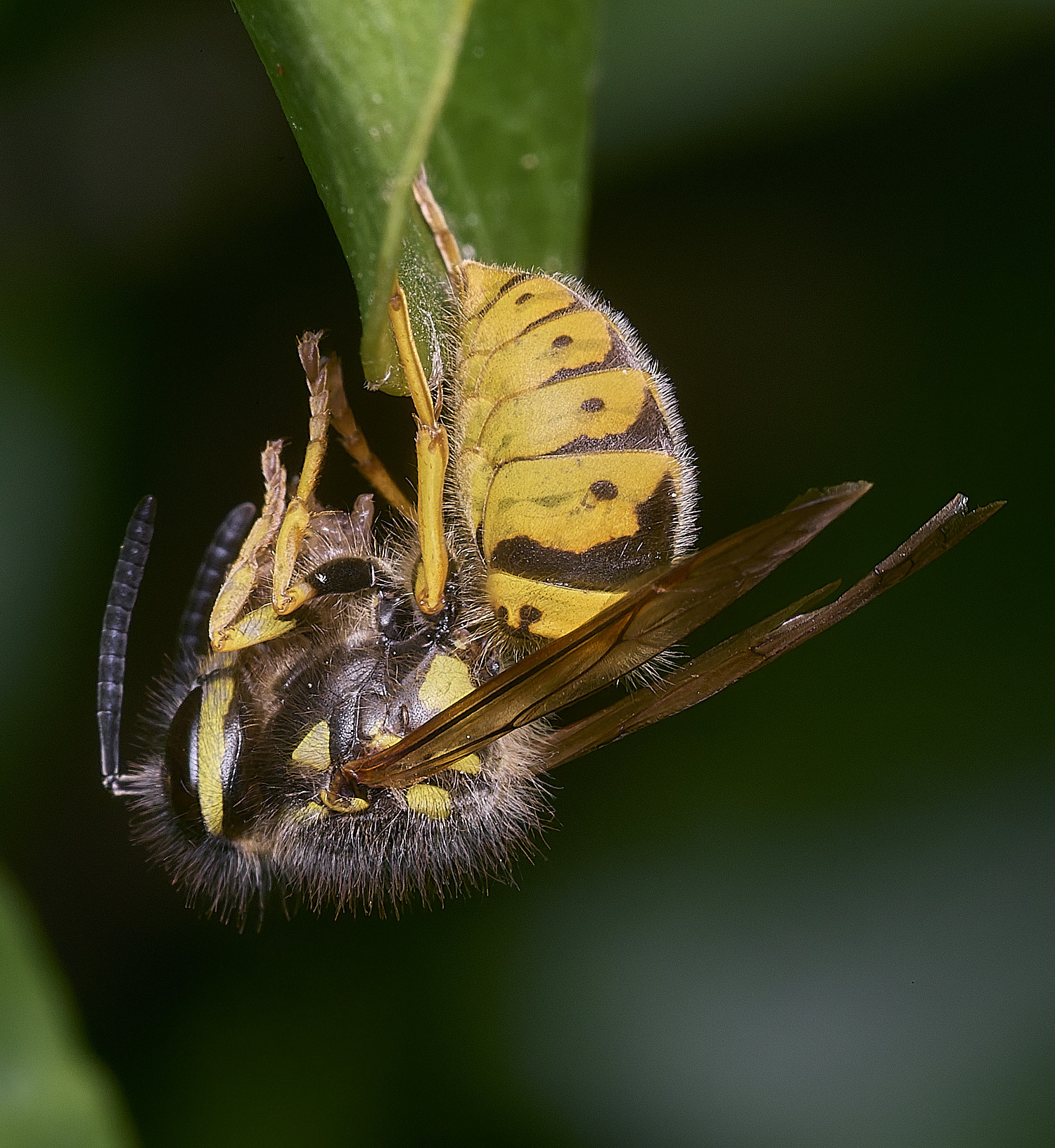 WalseyHillsWasp010925-1