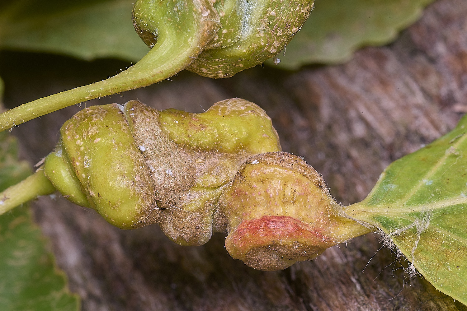 WheatfemPoplarGall120825-1