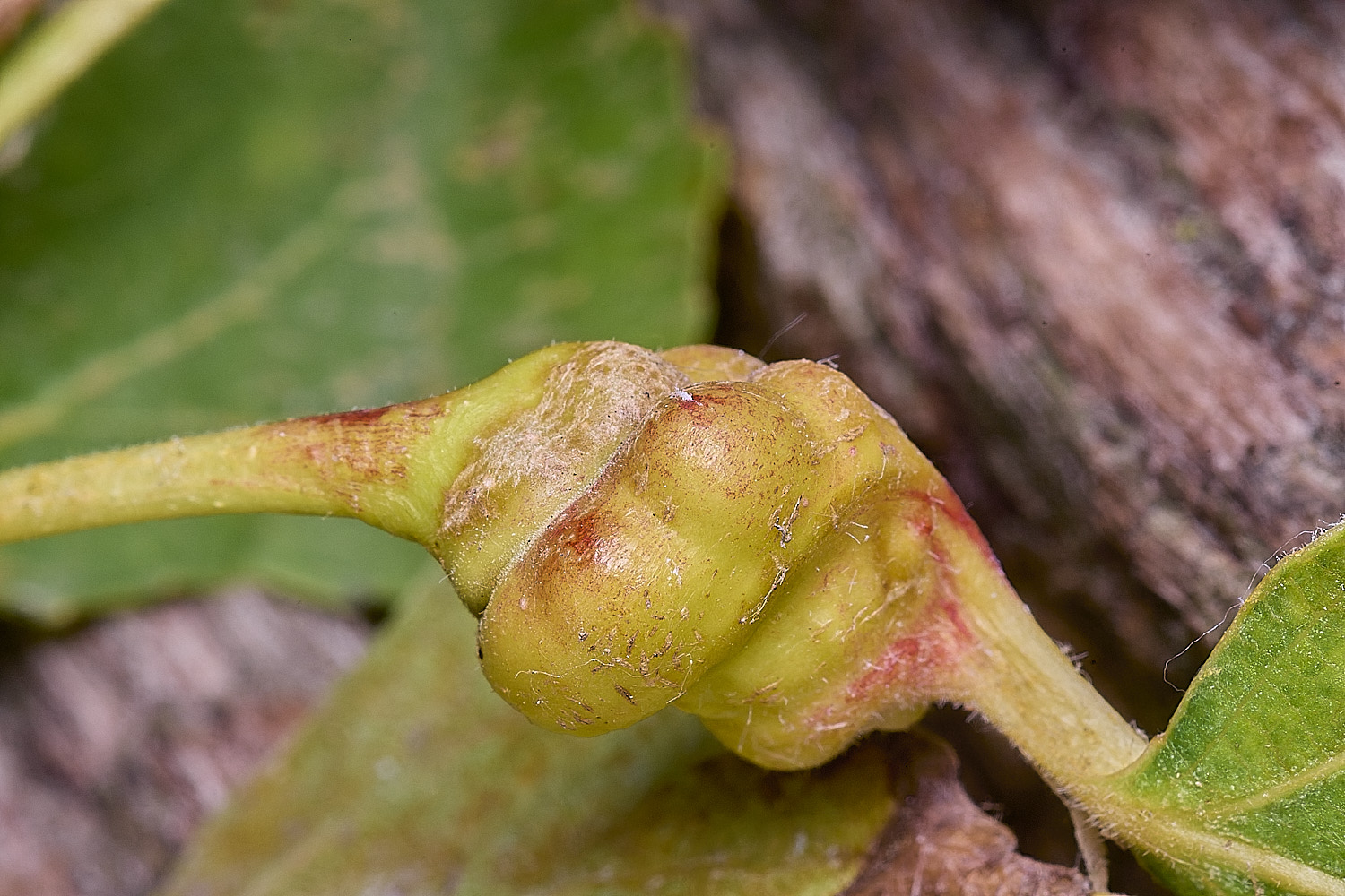 WheatfemPoplarGall120825-2