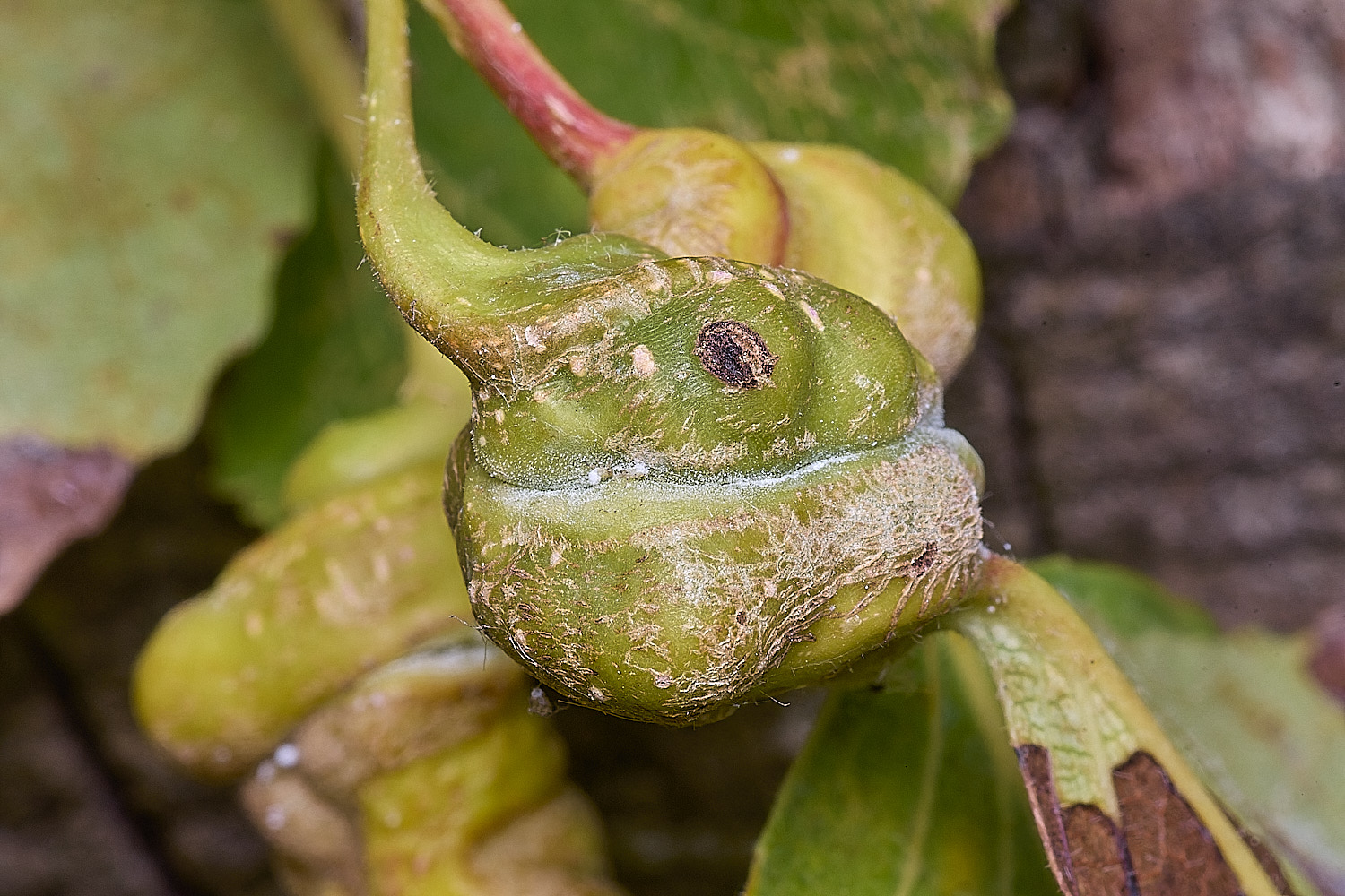 WheatfemPoplarGall120825-3