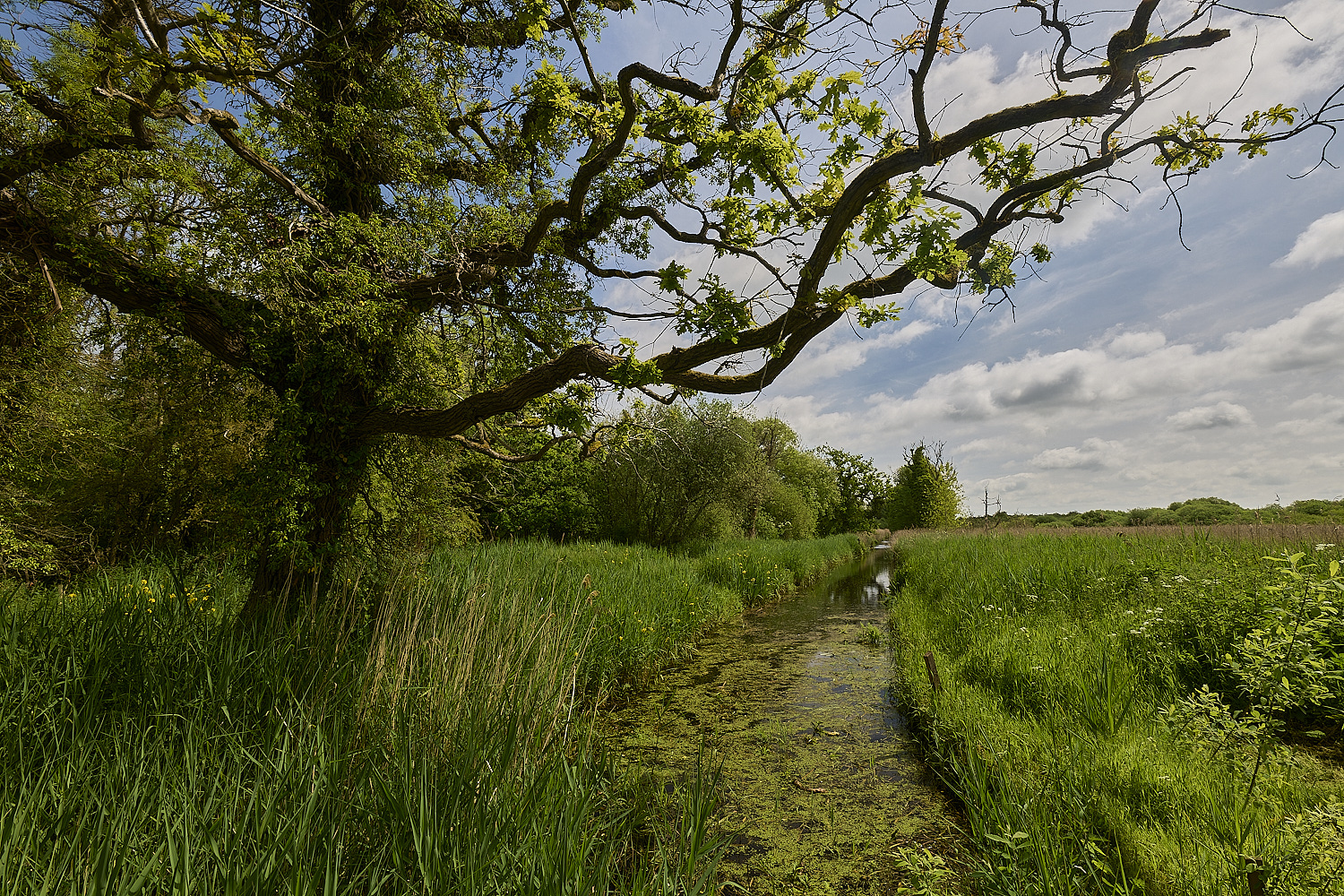 Wheatfen290525-2