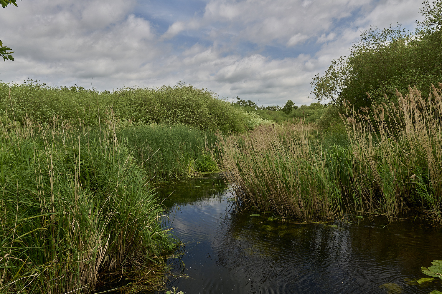 Wheatfen290525-4
