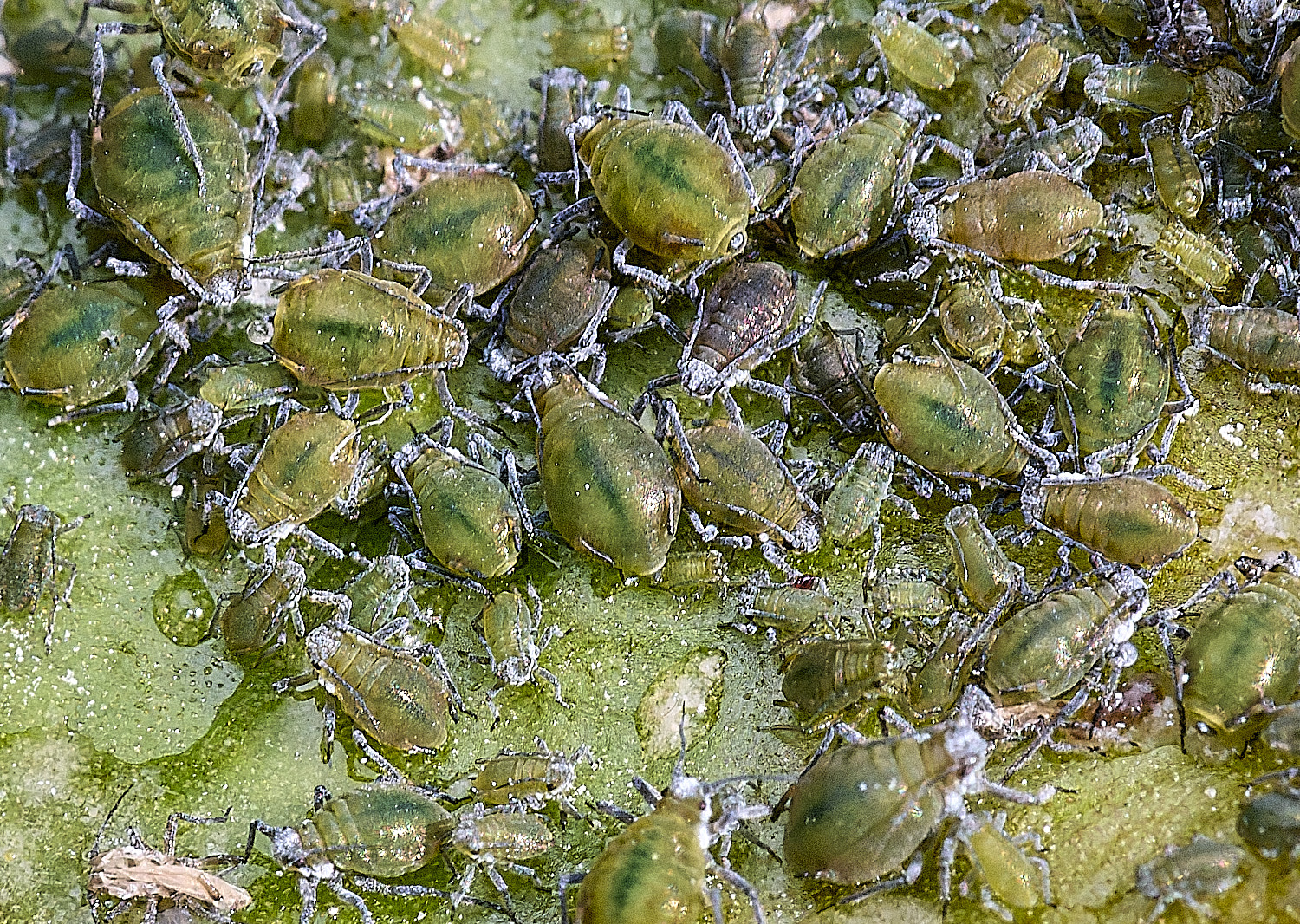 WheatfenAohids120825-2