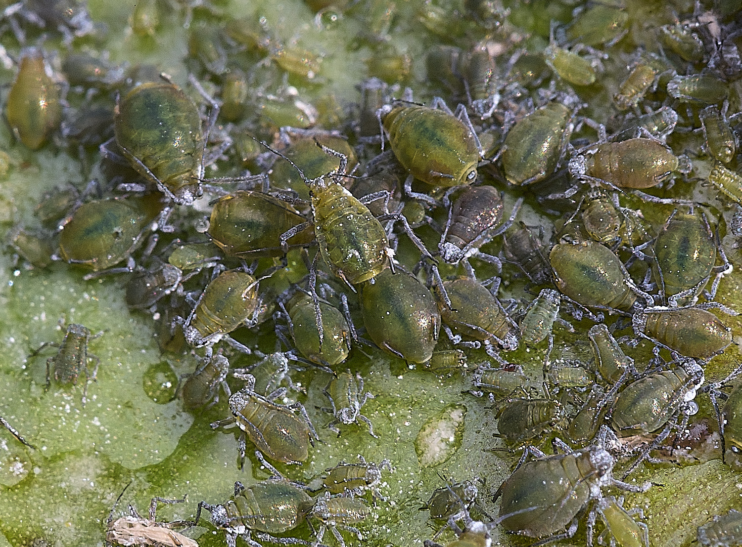 WheatfenAohids120825-3