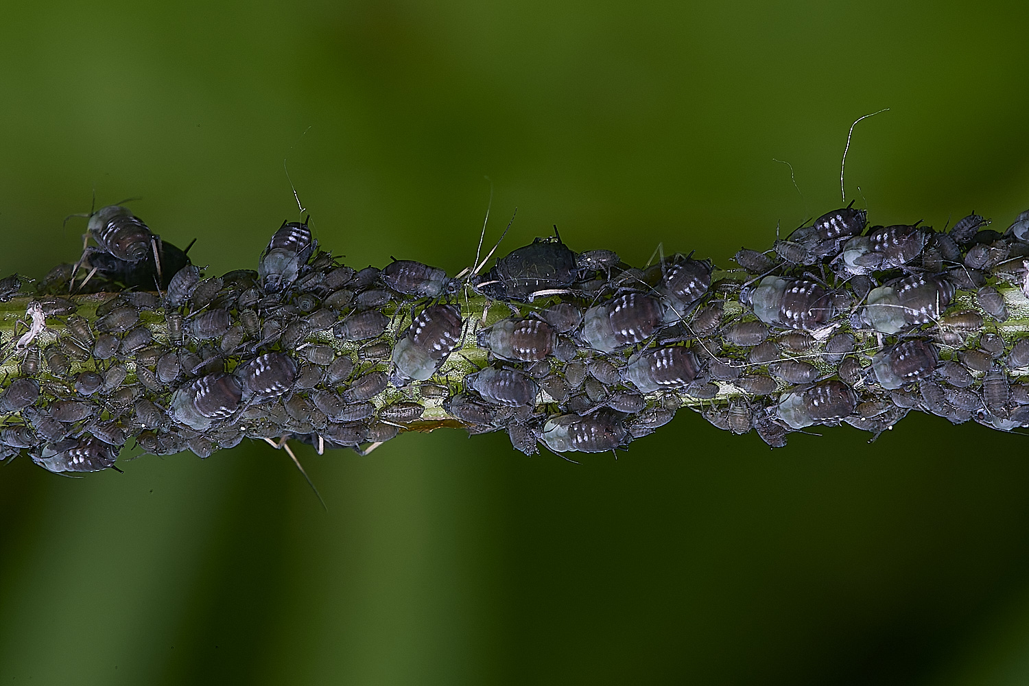 WheatfenAphid290525-1 1