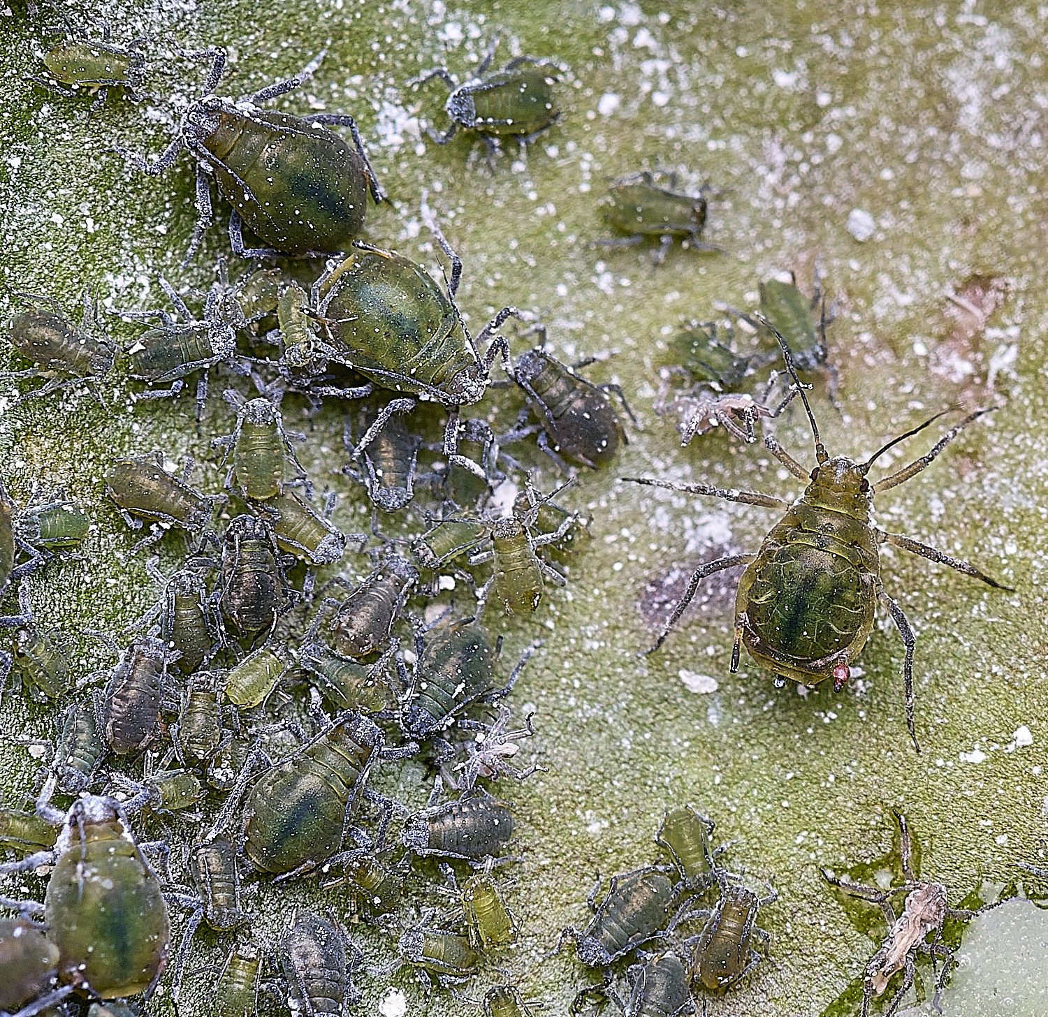 WheatfenAphids120825-1