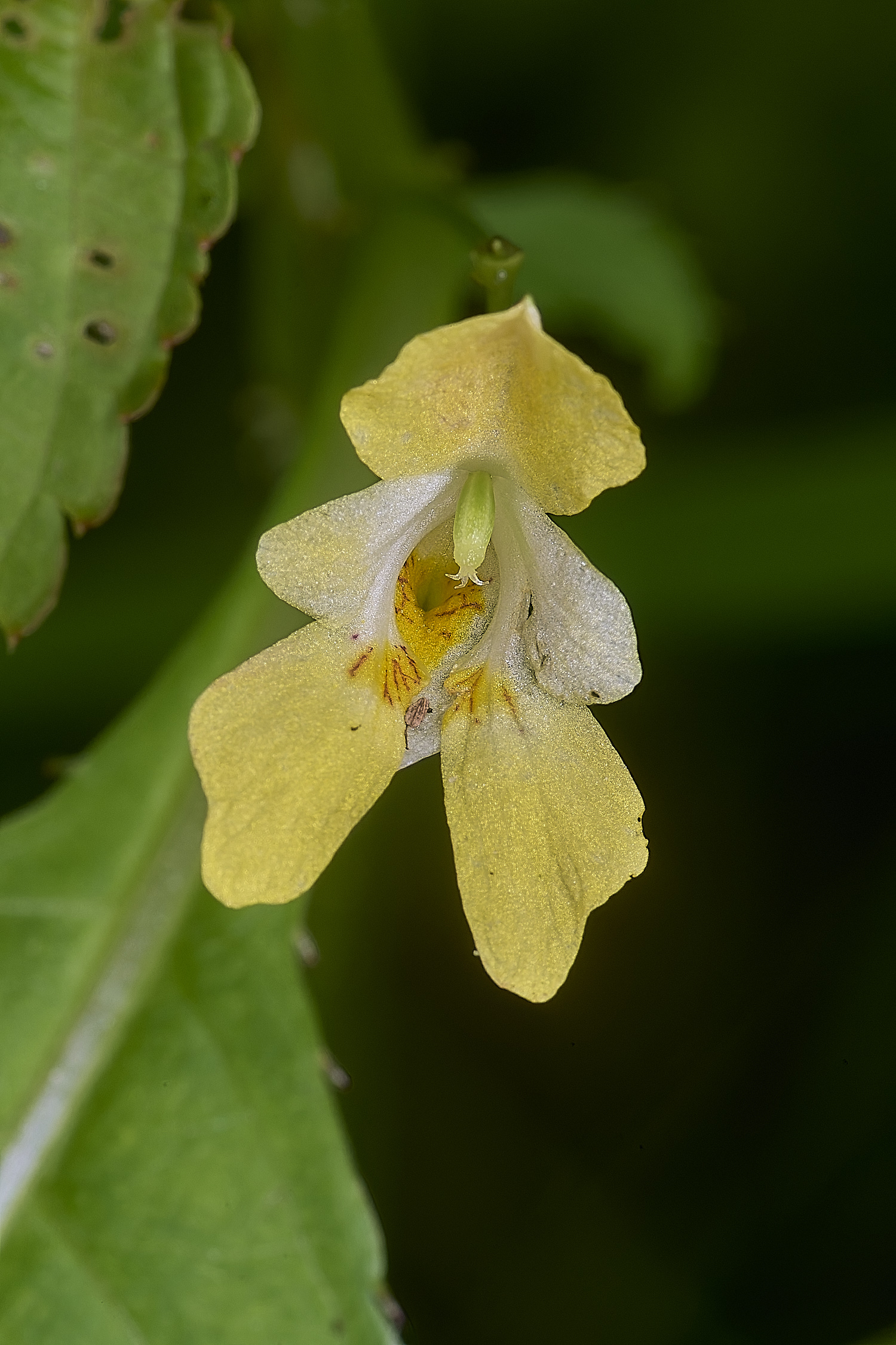 WheatfenBalsam290525-1