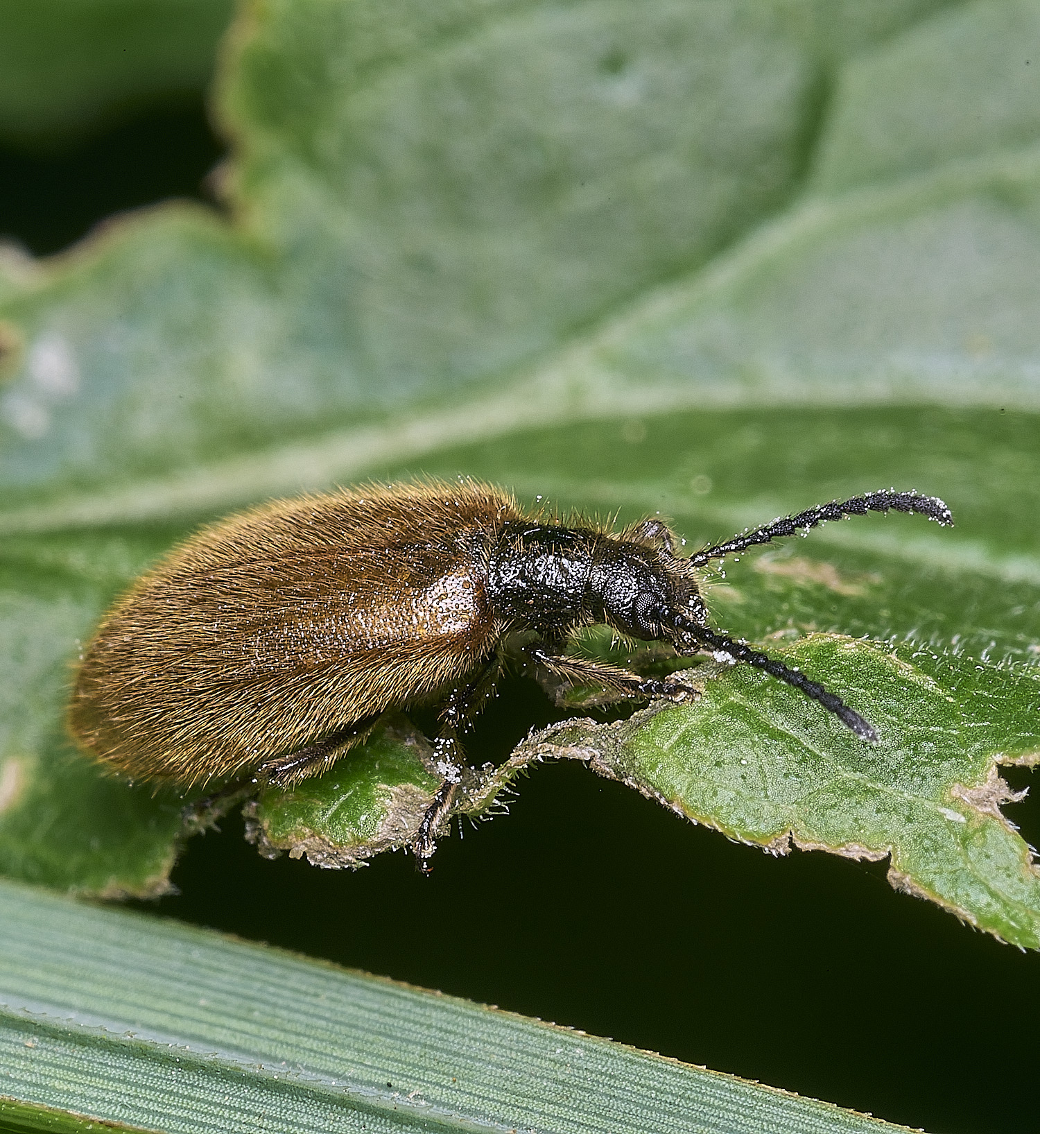 WheatfenBeetle290725-1