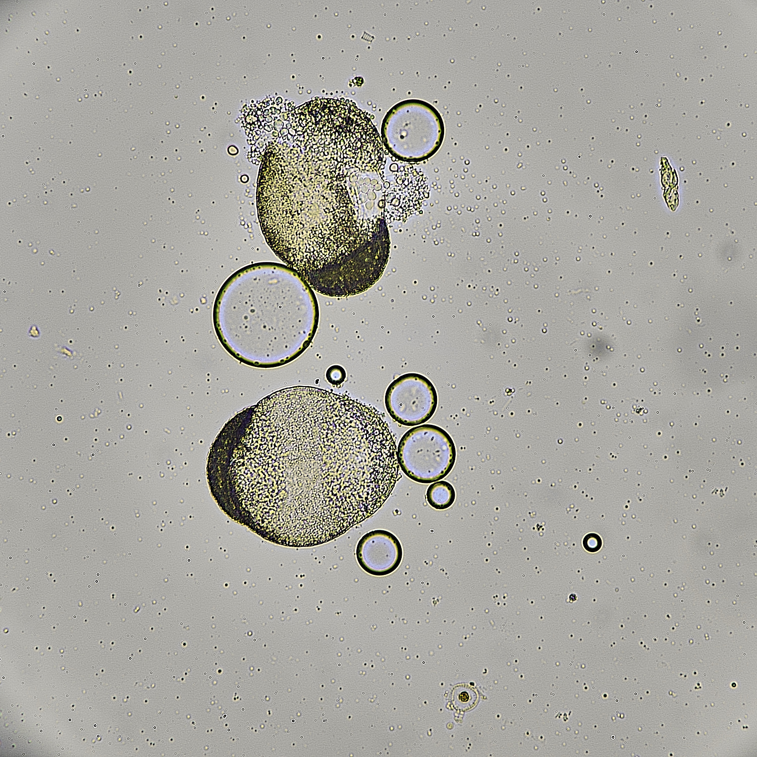 WheatfenBlob290525-1