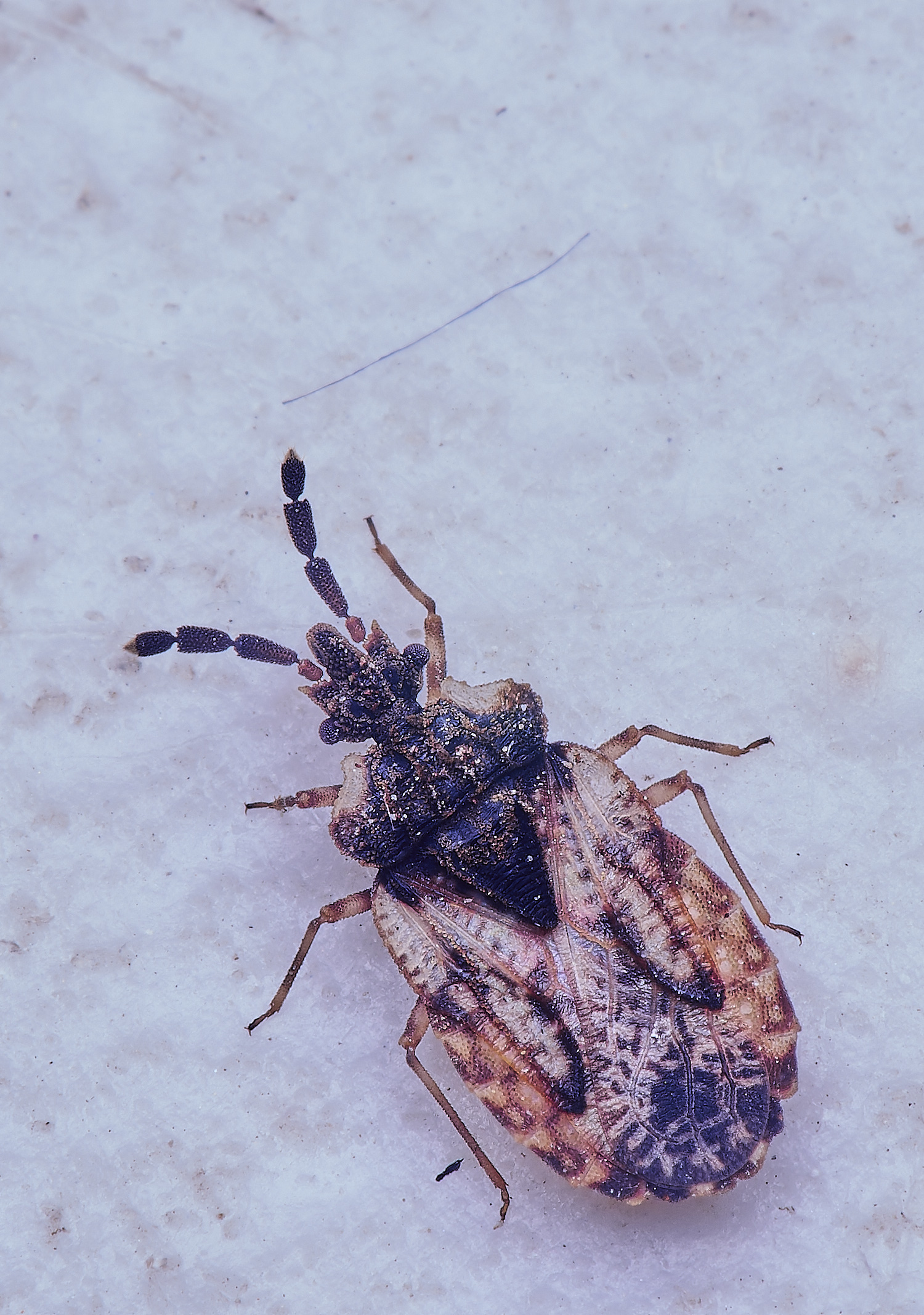 WheatfenBug300425-1