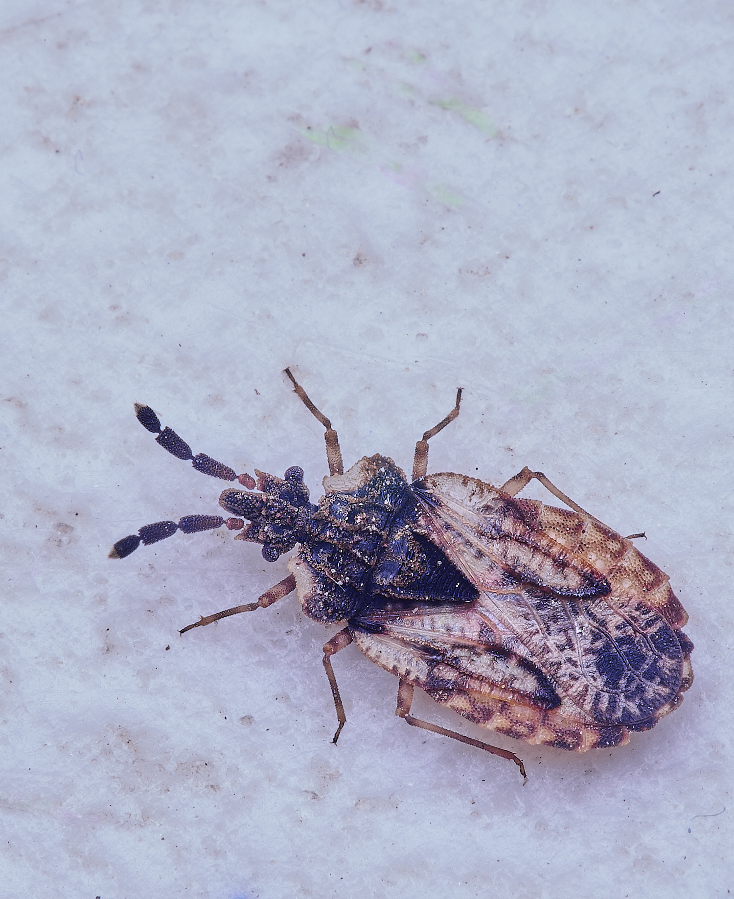 WheatfenBug300425-2