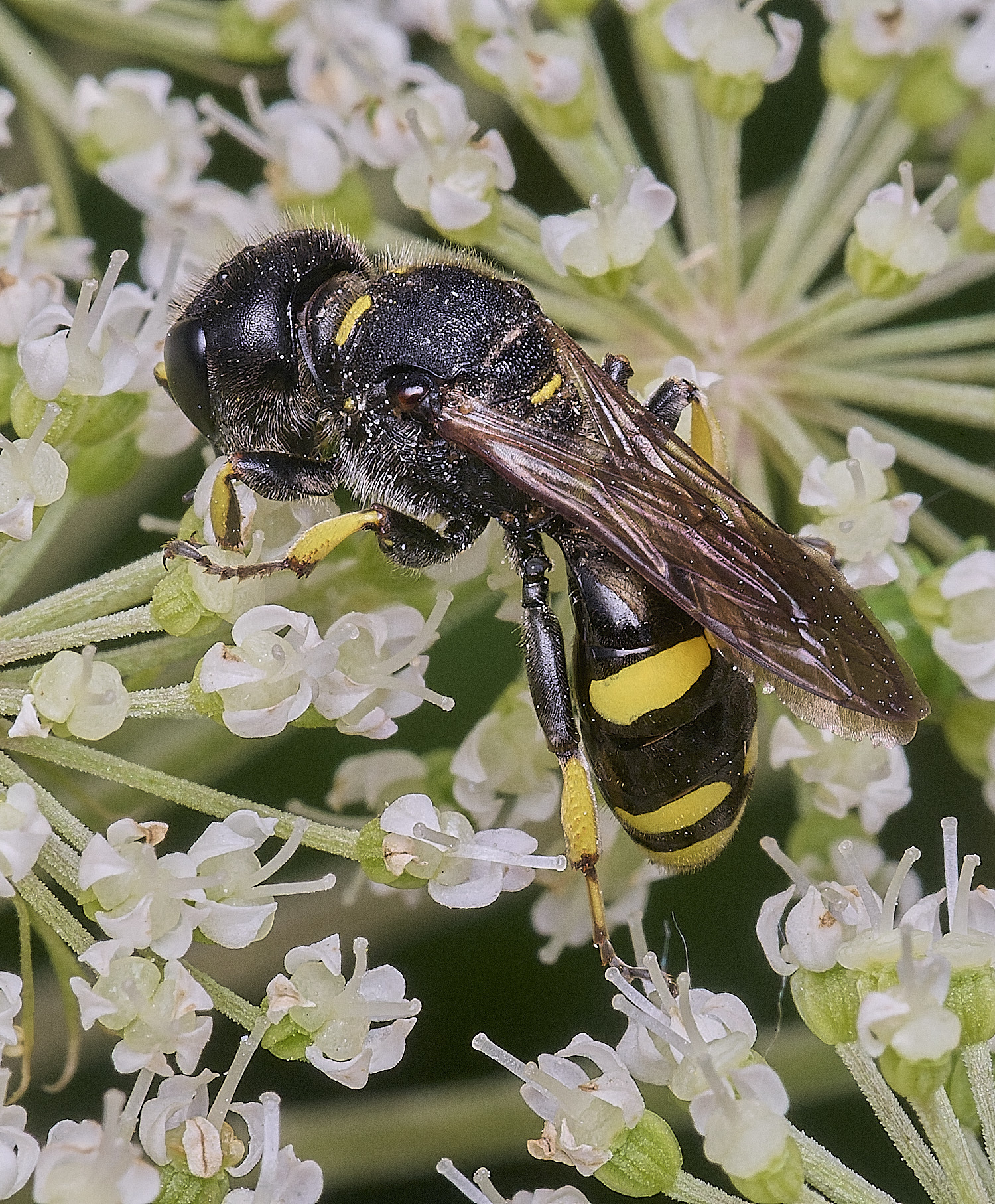 WheatfenCcontinuus120825-2
