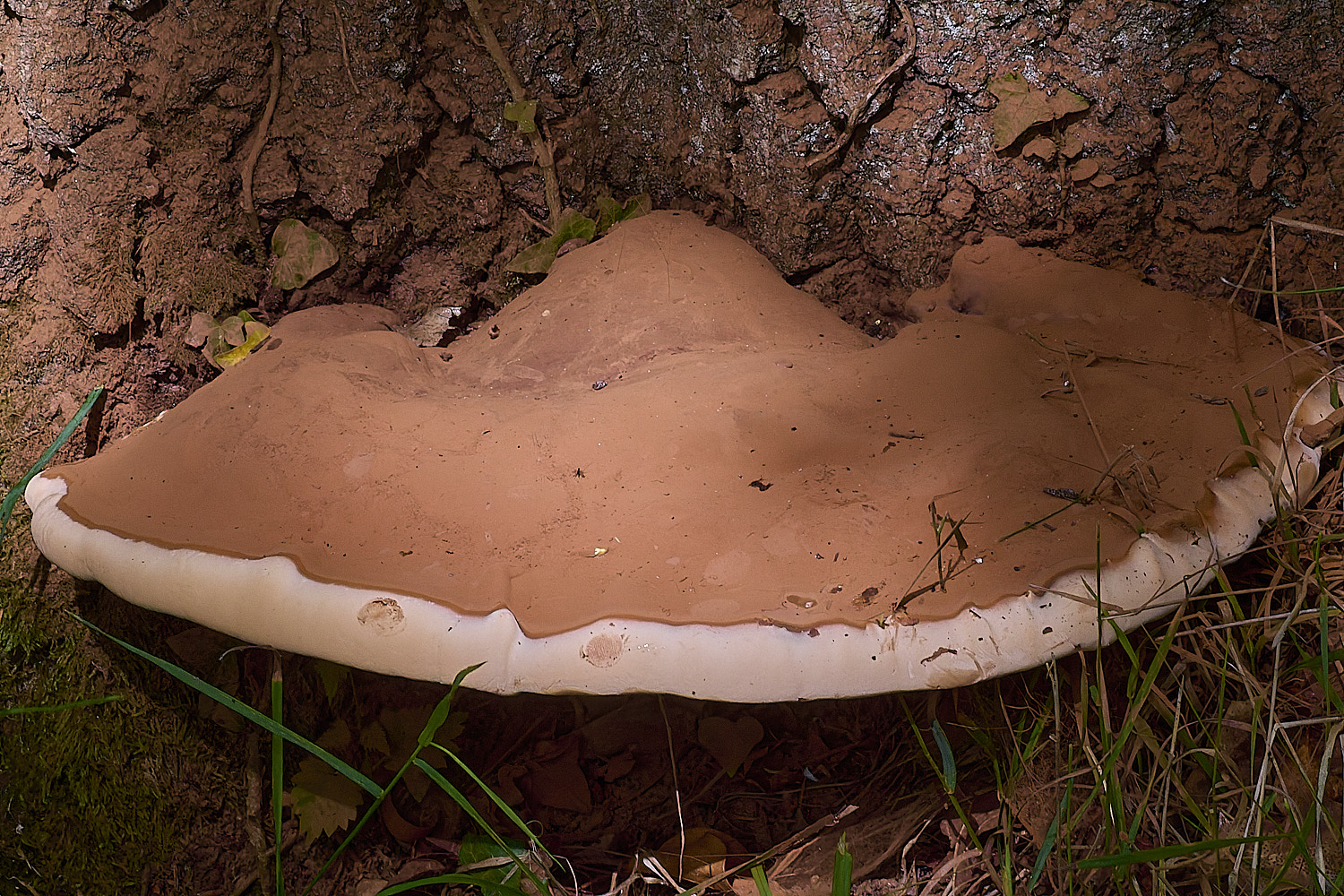 WheatfenGaustrale290725-1