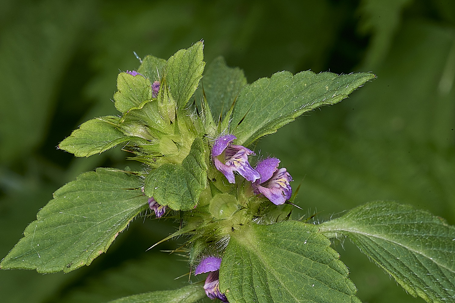 WheatfenHempNettle290725-1