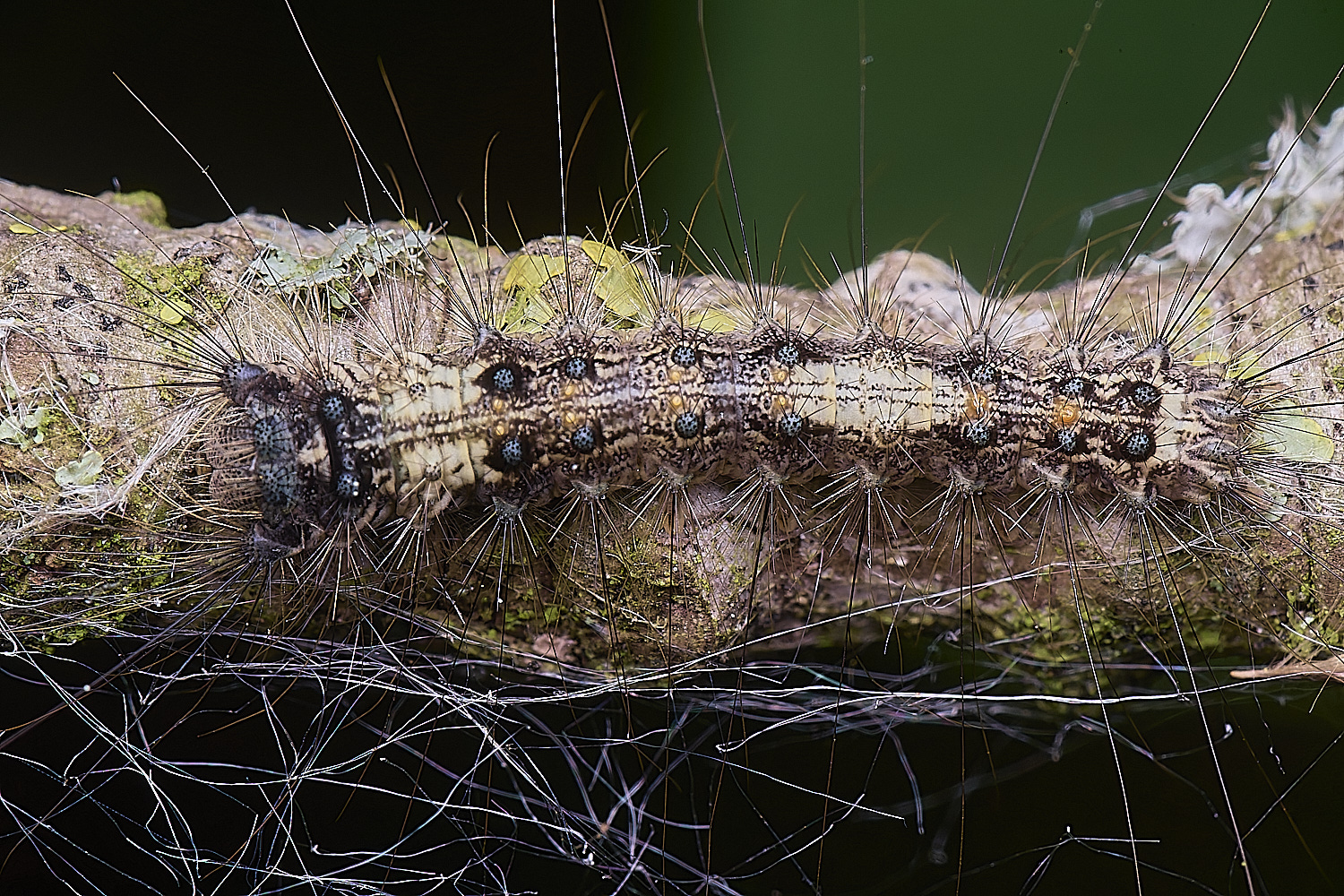 WheatfenMoth290525-1