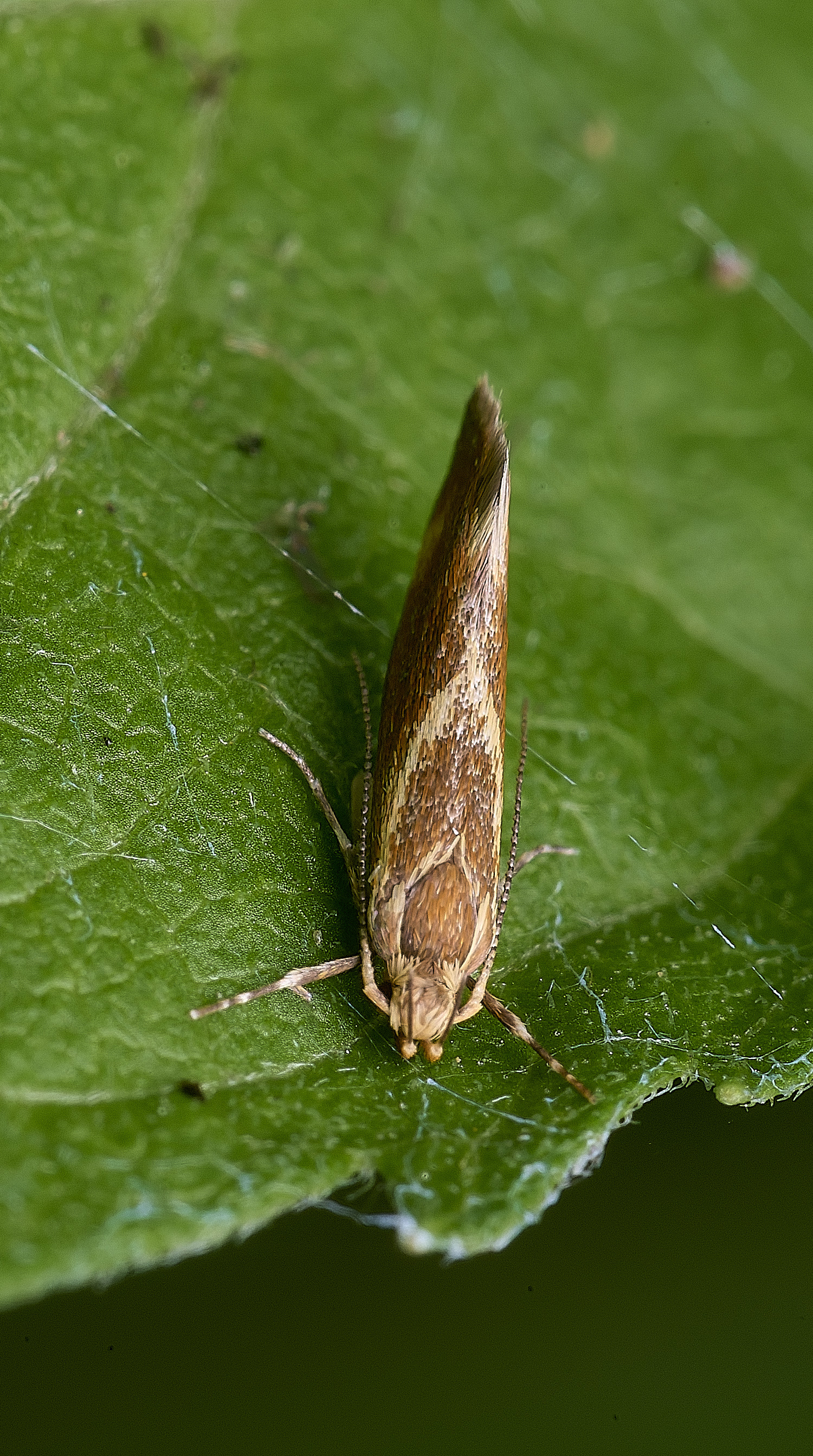 WheatfenMothSp2290725-2