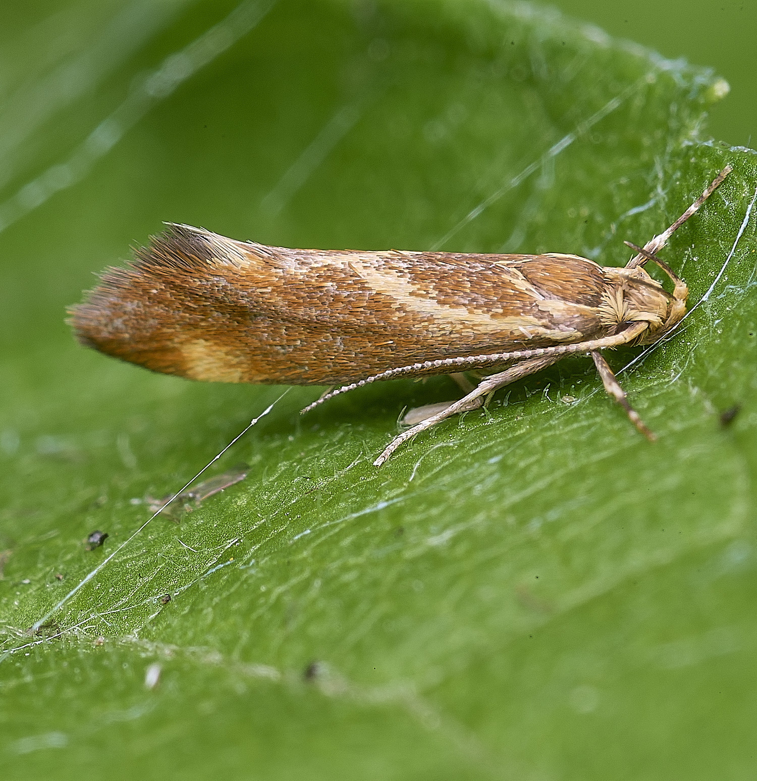 WheatfenMothSp2290725-3