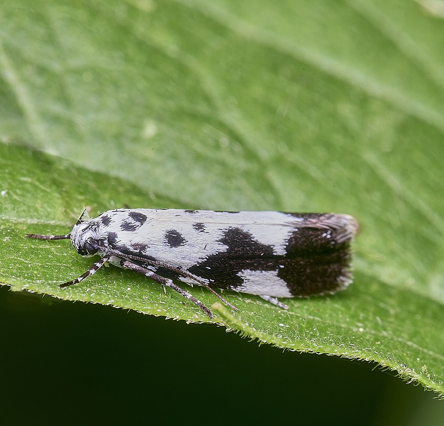 WheatfenMothSp290725-1
