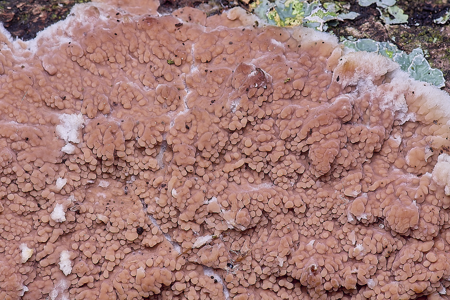 WheatfenOakToothCrust290525-2