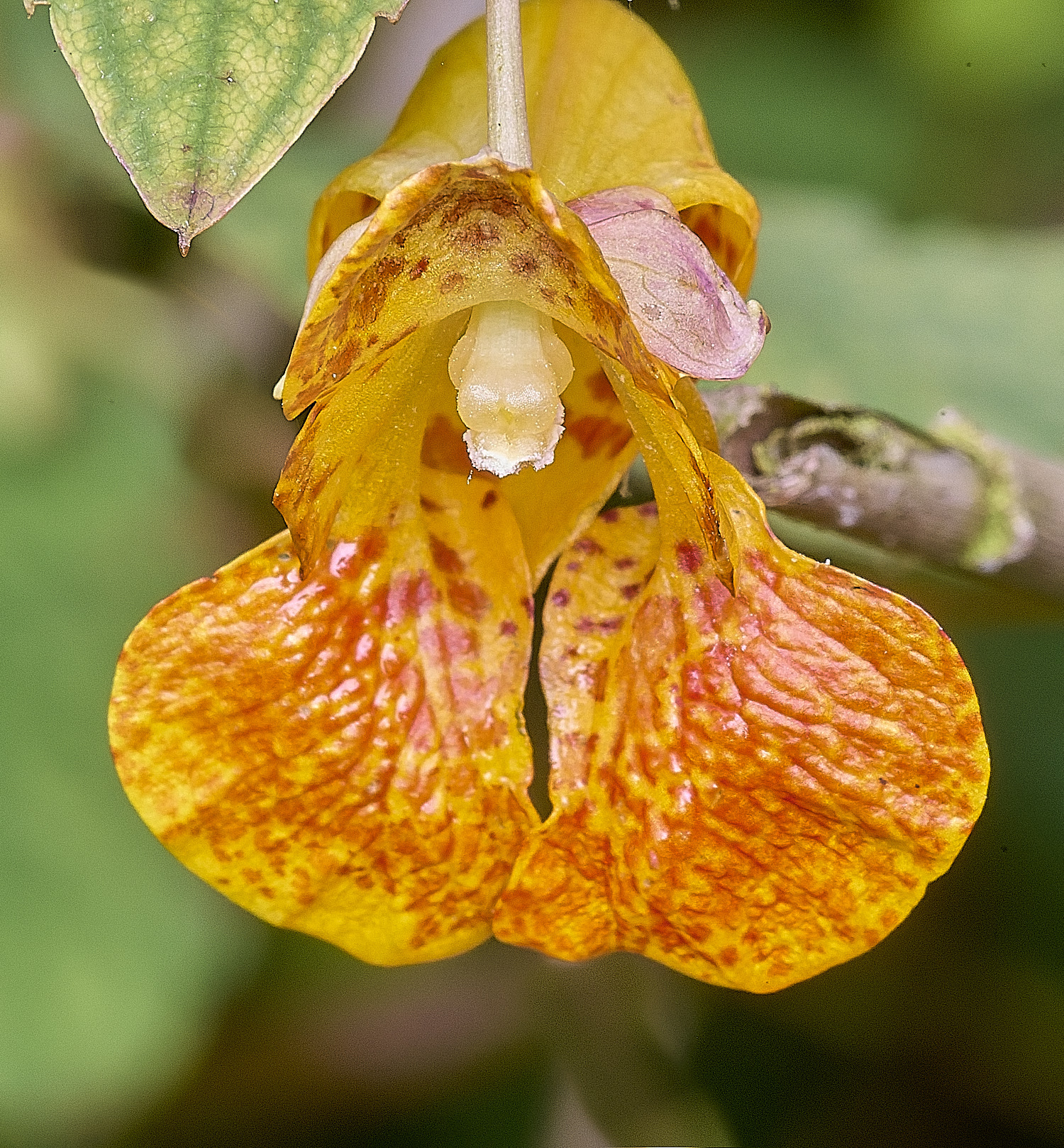 WheatfenOrangeBalsam120825-1