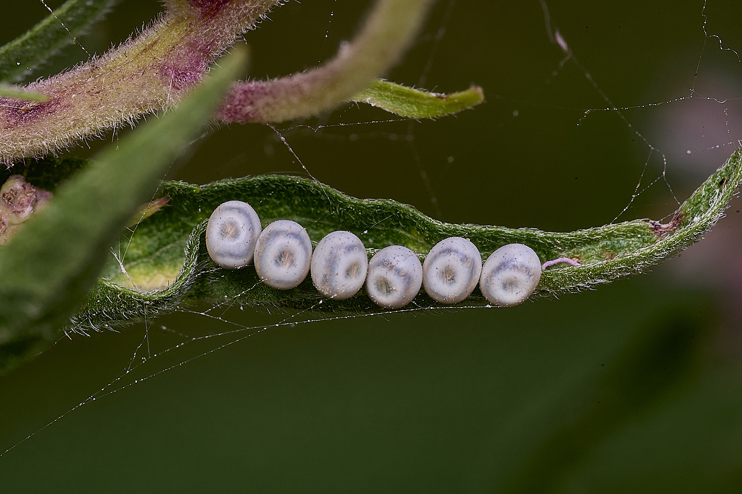 WheatfenShieldBugEggs290725-1